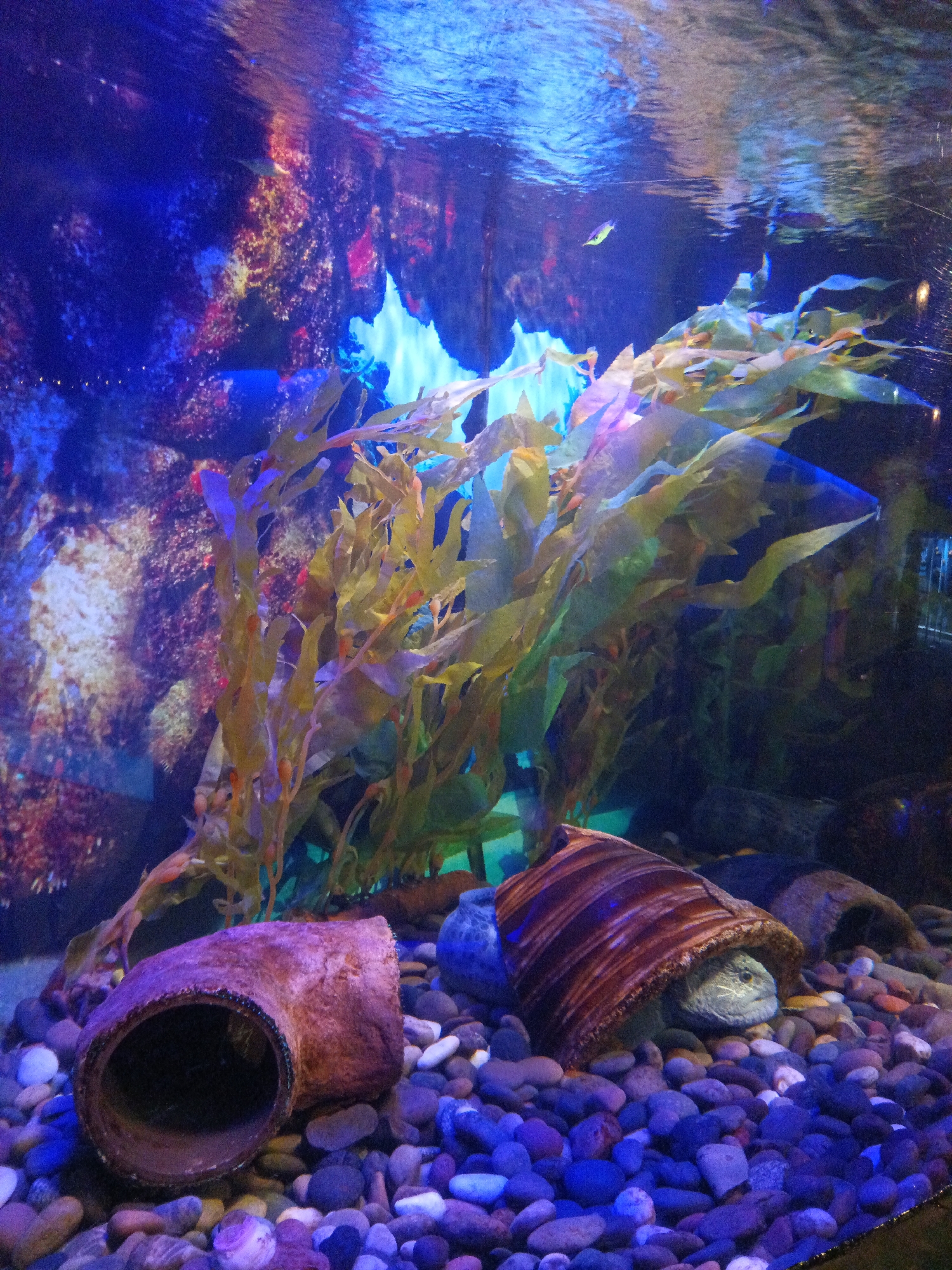 The image depicts an aquarium scene featuring a turtle nestled within a decorative, striped shell, surrounded by rocks and submerged vegetation. The aquarium is illuminated with blue and purple lighting, creating a vibrant underwater atmosphere. There are no visible people or explicit actions taking place, other than the turtle's presence within its shelter. The environment appears to be a controlled aquatic exhibit, typical of a public aquarium. Based on the provided information, the location is identified as Aquaria KLCC in Kuala Lumpur, Malaysia.