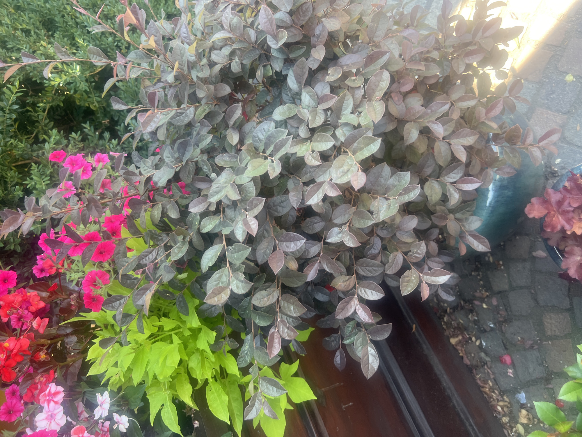 The image shows a close-up view of a flower pot filled with various plants. In the foreground, a dark-leafed shrub with small, ovate leaves is prominent. To the left, bright chartreuse leaves of another plant cascade downwards. Behind these, vibrant pink and red petunias and begonias add splashes of color. The background consists of lush green foliage. A dark wooden surface is visible on the left side of the image, and the ground beneath the pot appears to be paved with cobblestones. The lighting suggests it is daytime, with sunlight casting a warm glow on the right side of the frame. There are no people or animals visible in the image. The scene is likely from a garden or outdoor decorative planter in Iași, Romania, given the context.