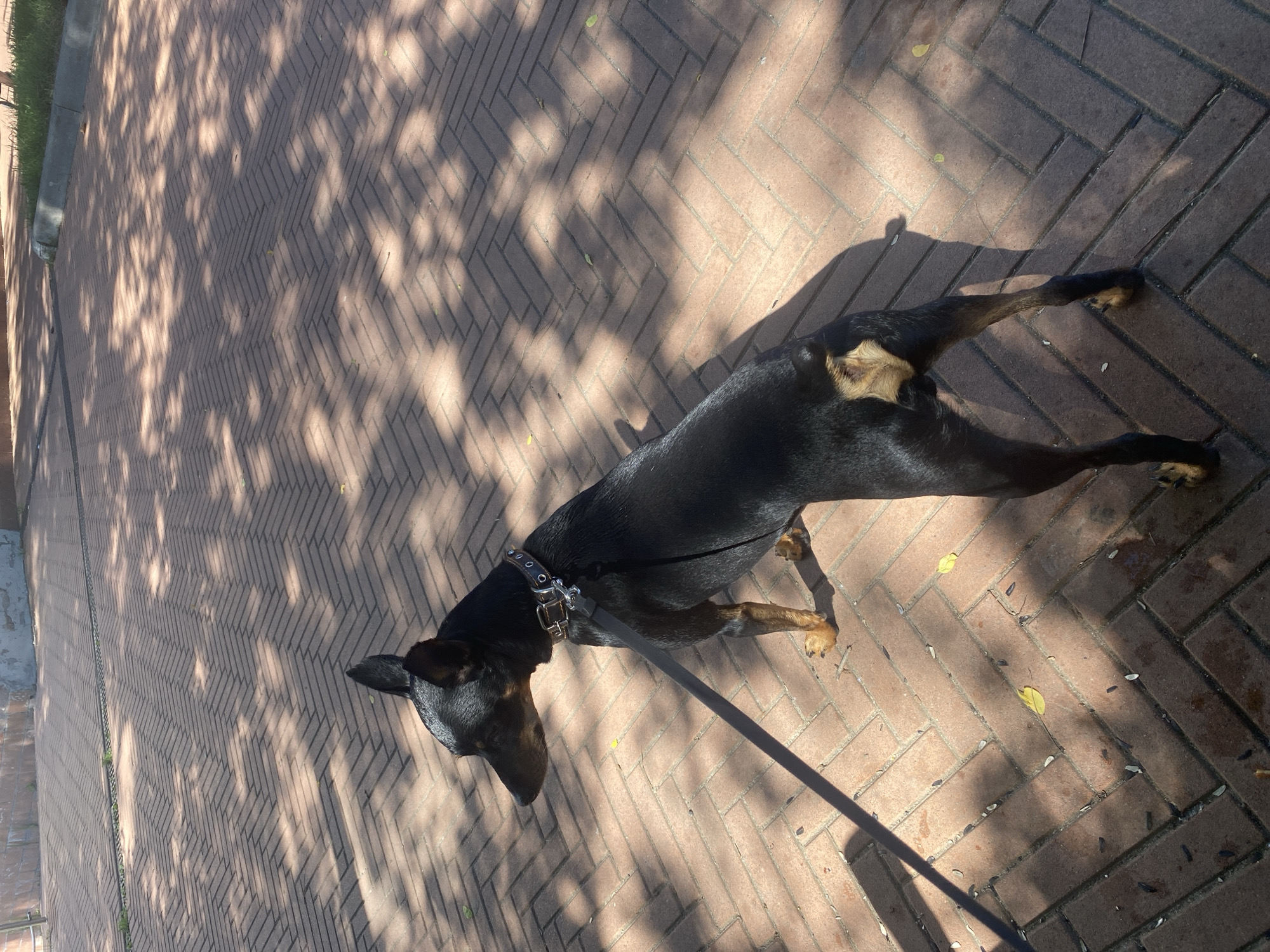 A black Miniature Pinscher is standing on a brick pathway, facing left. The dog is wearing a dark collar with silver studs and a brown leather leash is attached. The pathway is laid in a herringbone pattern. Sunlight casts dappled shadows from overhead foliage onto the ground. In the background, there is a low brick wall. The scene is set in a city park in Zaokskiy, Russia.