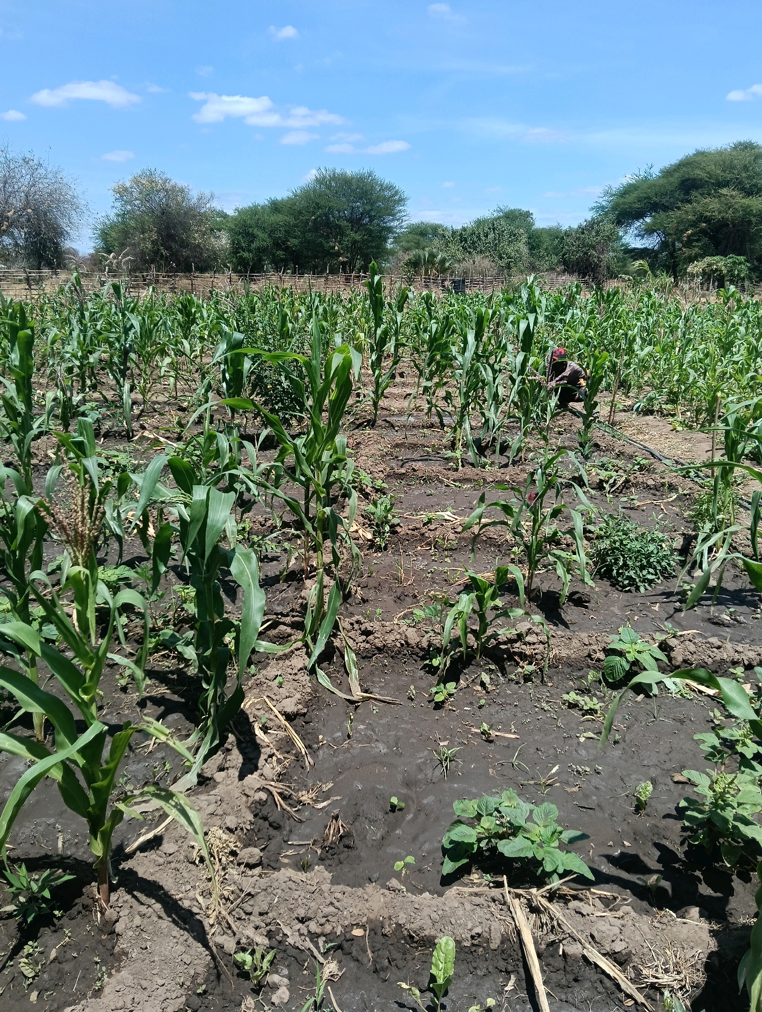 In Mutitu/Kaliku Ward, Kenya, an agricultural field is depicted under a bright, clear blue sky with scattered white clouds. The foreground is dominated by rows of young corn plants, their green stalks and leaves vibrant against the dark, moist soil. Some corn stalks show developing tassels. Interspersed among the corn are various weeds and smaller plants. In the middle ground, a person wearing dark clothing and a red head covering is bent over, tending to the crops. A wooden fence forms a boundary behind the field, with a line of trees beyond it. The landscape appears dry, with scattered vegetation and a few birds' nests visible in the trees. The scene captures a moment of agricultural activity in a rural Kenyan setting.