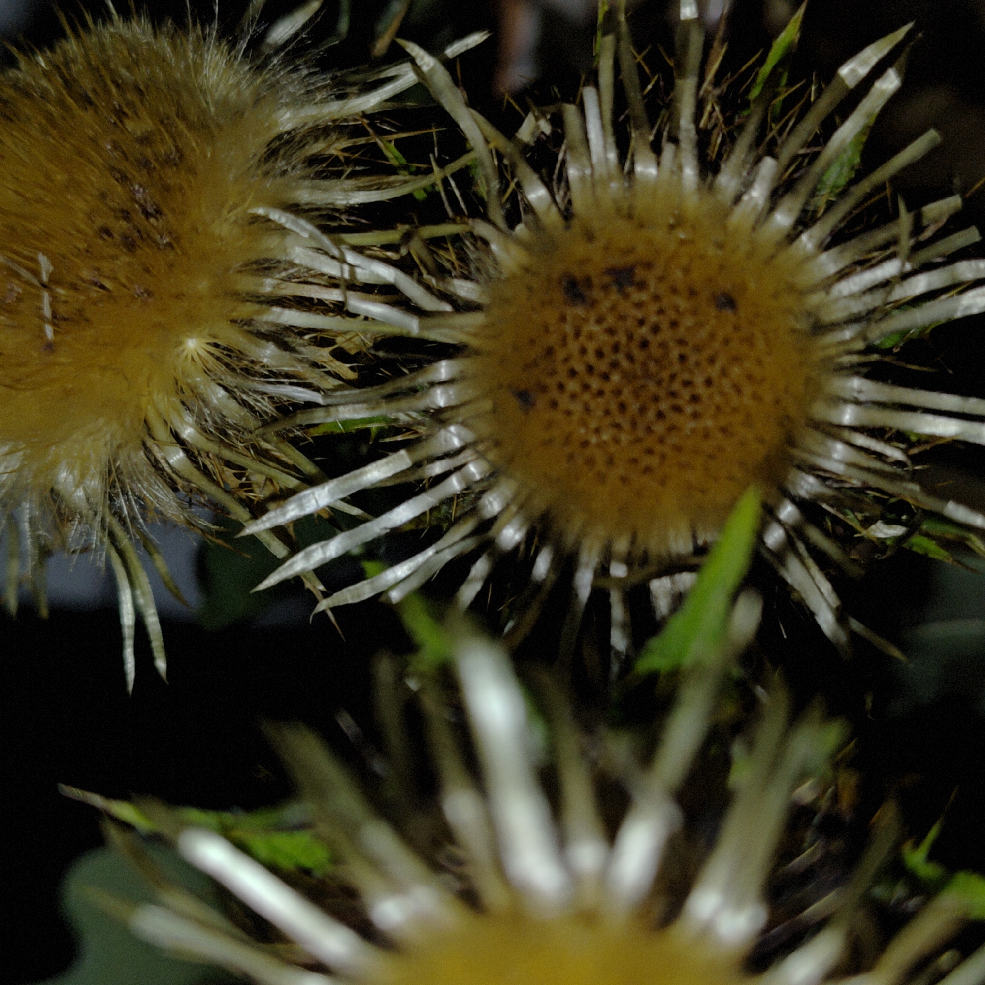 The image shows a close-up of a dried thistle seed head. The seed head is fuzzy and brown with sharp, white bracts radiating outwards. The background is dark and out of focus, with some hints of green foliage. There are no people or identifiable landmarks present in the image, and therefore its location in Марковский, Russia cannot be determined from the visual information alone.