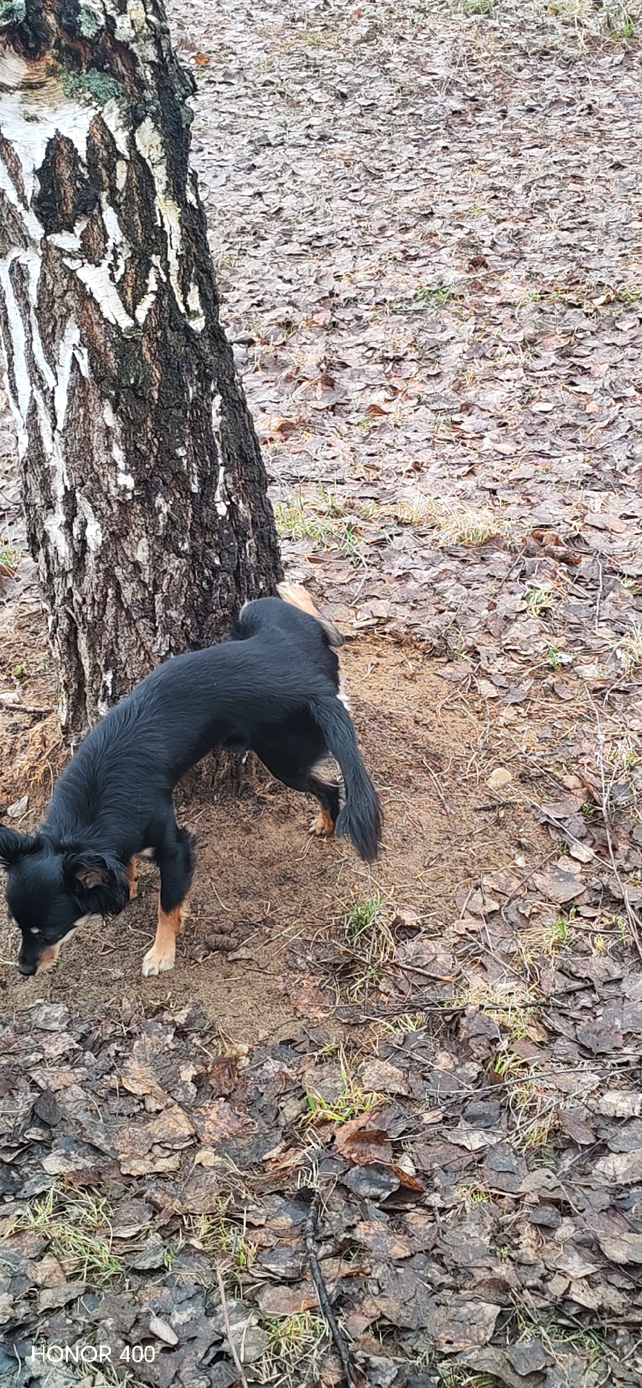 A medium-sized black dog with tan markings on its paws and tail is sniffing the ground near the base of a birch tree. The tree's trunk is predominantly white with dark, vertical markings. The ground is covered with fallen leaves, interspersed with patches of bare earth and some sparse grass. The location is likely a wooded area or park in Noviy, Russia, inferred from the geotag on the image.