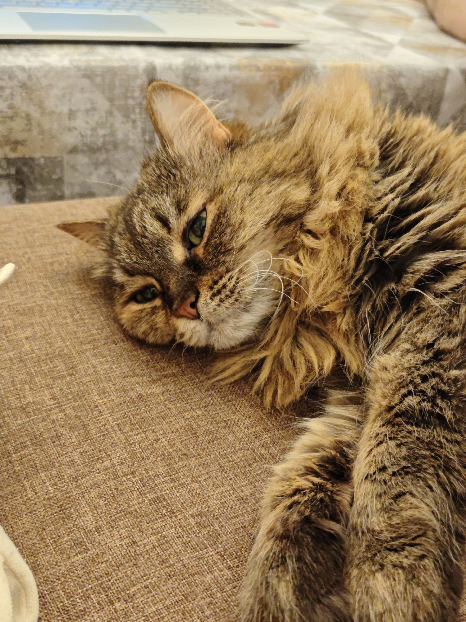 The image shows a close-up, high-angle shot of a brown and black tabby cat lying on a textured brown sofa. The cat is resting its head on its paws, with its eyes partially closed. The cat's fur is long and fluffy, and its whiskers are prominent. The background is blurred, but appears to be a room with a patterned surface, possibly a table or a blanket, and a laptop in the distance. There is no indication of the location being in Odesa, Ukraine.