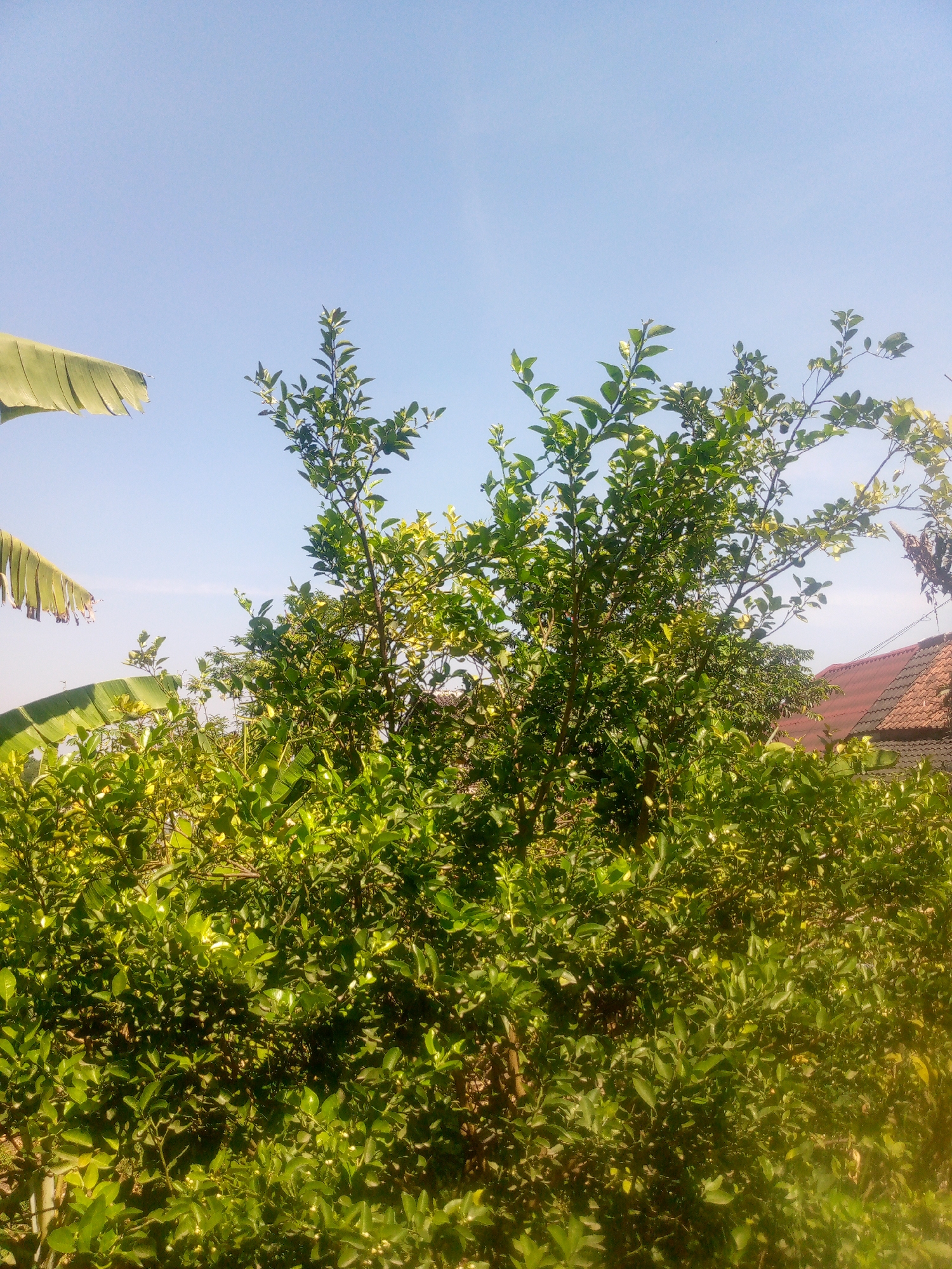 A clear, bright sky dominates the upper portion of the image. In the foreground, lush green foliage is the primary subject, with several trees and bushes filling the frame. The leaves are vibrant, indicating a healthy plant life. To the left, the edge of a large, broad, green leaf, likely from a banana plant, is visible against the sky. In the background, a portion of a reddish-brown tiled roof of a house peeks through the greenery, suggesting a residential setting. The overall scene depicts a sunny day in a verdant, likely tropical, environment, possibly a garden or backyard area in Giriasih, Indonesia, characterized by abundant plant life and clear weather.
