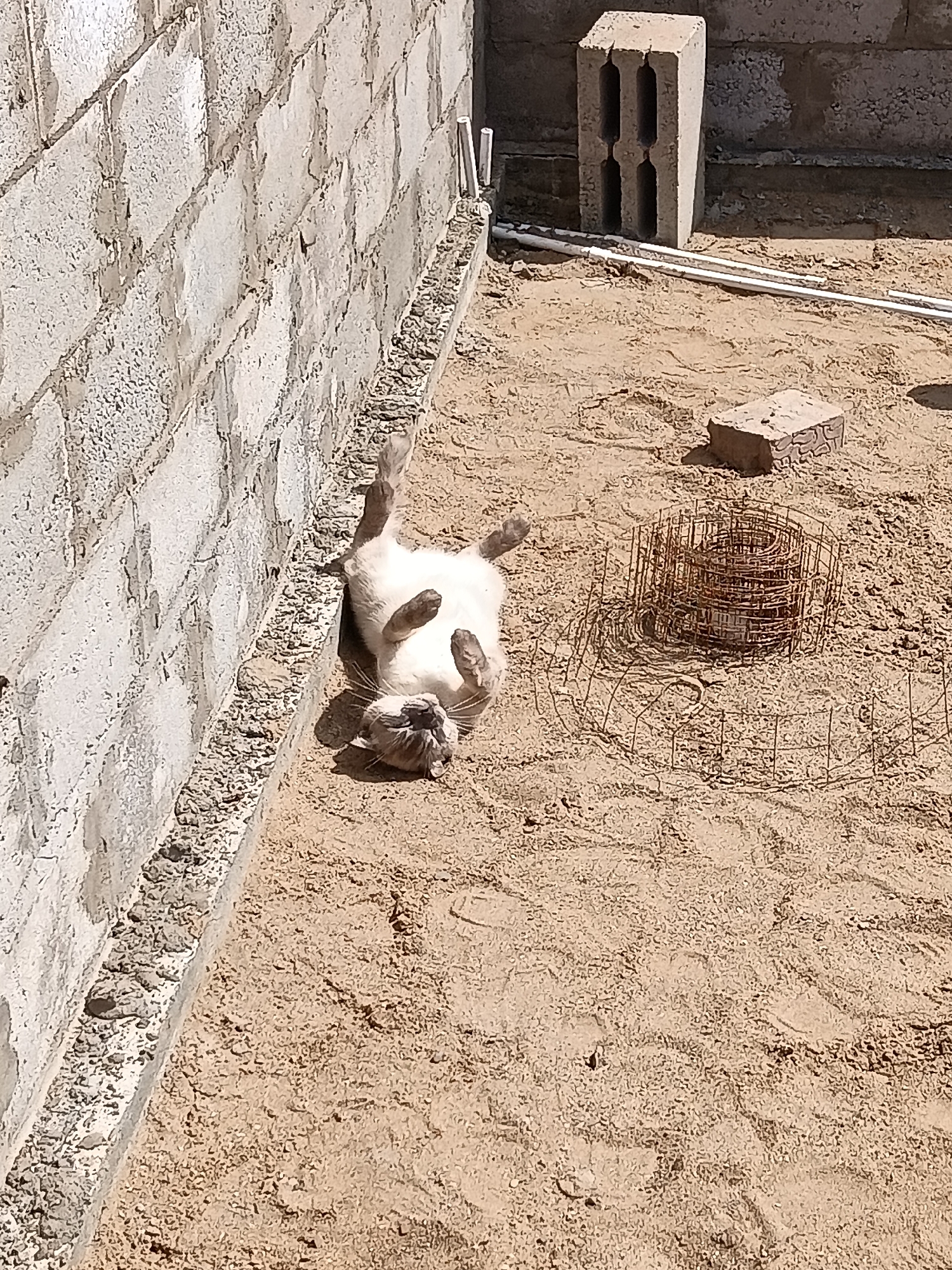 The scene depicts an outdoor, undeveloped area in Фоки, Russia, characterized by sandy ground and concrete structures under bright daylight. A light-colored cat with darker points, likely a Siamese-type, is the central subject, lying on its back with paws curled upwards in the sand, positioned at the base of a concrete block wall.
The environment consists of a light brown, coarse sandy ground exhibiting various indentations and footprints. To the left, a vertical wall constructed from large, light grey rectangular concrete blocks runs diagonally through the image, with a rough aggregate concrete footing visible at its base.
To the right side of the image, several construction materials are present:
* Two white PVC pipes lie horizontally on the sand near the wall, extending towards the right.
* Further into the frame, a hollow grey concrete block (cinder block) stands upright, revealing two vertical rectangular voids.
* Adjacent to the concrete block, a reddish-brown brick lies flat on the sand.
* In the lower right quadrant, a circular, rusty wire mesh structure, possibly a form for concrete or a section of reinforcing mesh, is partially flattened on the sand.
No people are visible. The cat's posture suggests a state of relaxation or comfort, possibly enjoying the warmth of the sand. Shadows indicate a high sun angle.