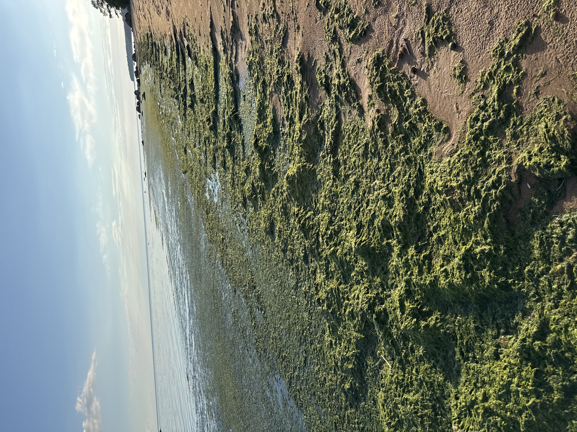 This image depicts a shoreline in Zelenaya Roshcha, Russia, characterized by a beach covered in a significant amount of green algae. The algae forms a thick, textured layer along the sandy shore, extending towards the water's edge. The water itself appears calm and shallow near the shore, with the algae partially submerged. In the distance, the sea stretches towards a horizon under a clear blue sky with scattered wispy clouds. The shoreline continues into the distance, with some scattered rocks and a line of trees visible along the coast. The lighting suggests it is either early morning or late afternoon, with the sun casting shadows and highlighting the textures of the algae and sand. There are no people or man-made structures prominently visible in the image.