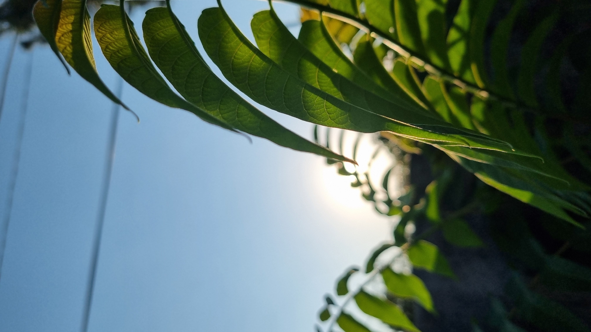 The image is a close-up, low-angle shot of green leaves in the foreground against a bright blue sky. The sun is visible as a bright, diffused light source behind the leaves, creating a lens flare effect. Two thin, dark horizontal lines, likely wires, are present in the upper portion of the sky. The leaves appear to be part of a tree or shrub, with one large leaf dominating the right side of the frame, showing detailed vein patterns illuminated by the backlight. In the blurred background, a dark, textured surface, possibly a wall or fence, is visible, along with more out-of-focus foliage. The lighting suggests it is either early morning or late afternoon. There are no people or animals present. The scene depicts a natural element within an urban setting, possibly a backyard or park in Berehove, Ukraine, given the presence of man-made wires.