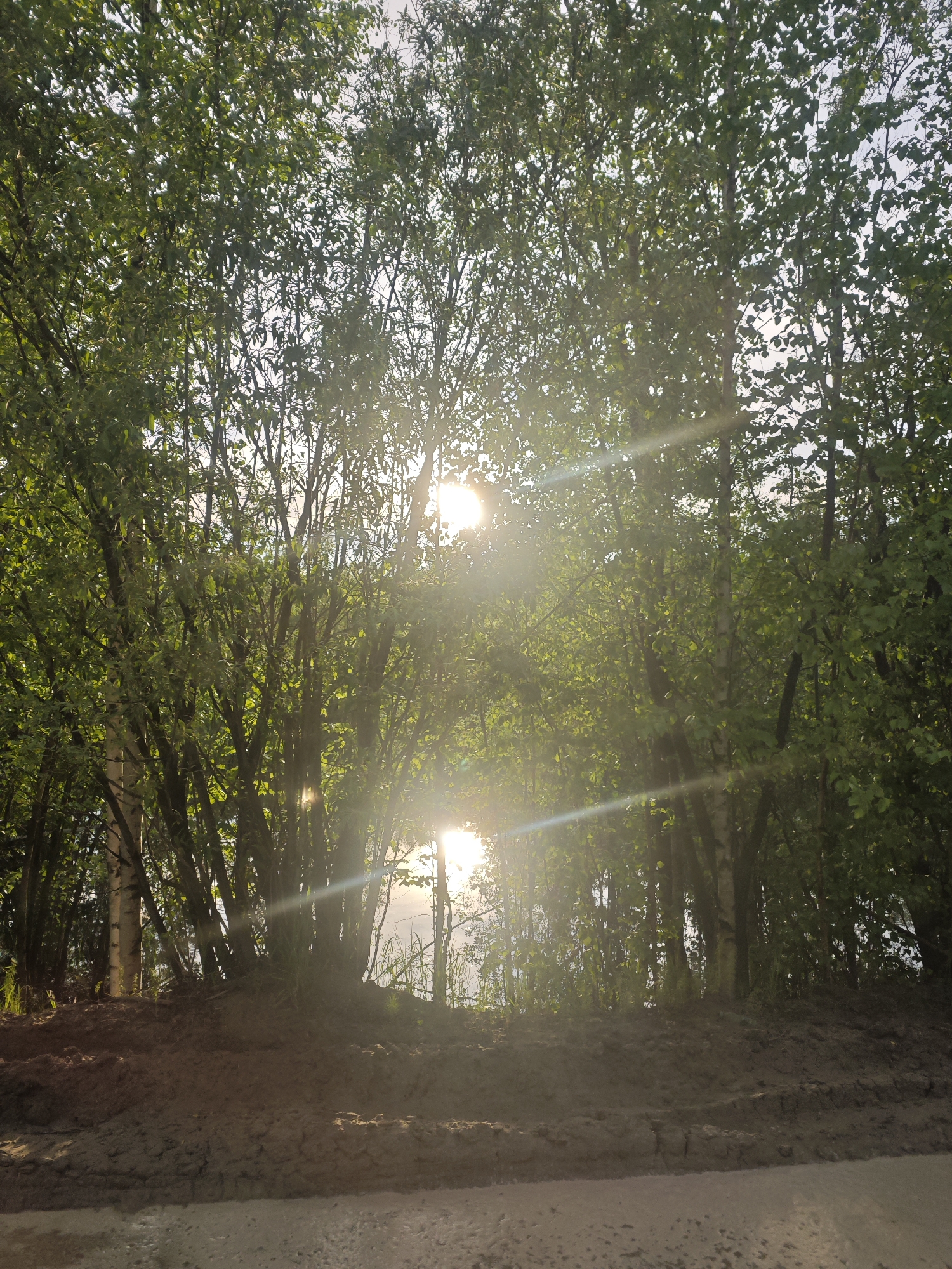 A natural landscape photograph captures a dense stand of deciduous trees, primarily identified as birches by their distinct pale bark, situated beneath a bright, possibly overcast, sky. Two prominent sun flares with visible radial light rays emanate from within the tree canopy, indicating the sun's low position; one bright source is located in the upper-center-right, and another, less intense, is positioned in the lower-center-left. The trees are heavily foliated with numerous small, green leaves that are largely backlit, creating a contrast of vibrant highlights and silhouetted forms. Below the trees, a raised bank of dark, disturbed earth or mud displays an irregular, textured surface with visible grooves and indentations. In the immediate foreground, a flatter, lighter-colored surface, consistent with a gravel or compacted dirt road or path, extends horizontally across the lower portion of the frame. No individuals, animals, or vehicles are present. The scene is set outdoors, likely during either sunrise or sunset, in the city of Unknown, Unknown.