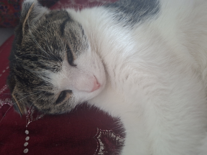 The scene is located in the city of Khujayli, Uzbekistan. A single domestic cat is depicted in a close-up, angled view. The animal possesses a white chest and lower face, transitioning to tabby fur with brown, black, and grey stripes and patches on its upper head, ears, and along its back. Its eyes are partially closed, indicating a state of rest or sleep. The cat's ears are flattened or folded backward. Its nose is pink. The cat is positioned against a dark red textile surface, which displays white or silver-colored embroidered patterns, including a line of dots and a more complex design, on the left side of the frame. No other subjects or objects are clearly discernible in the immediate foreground or background, and no interactions are taking place.