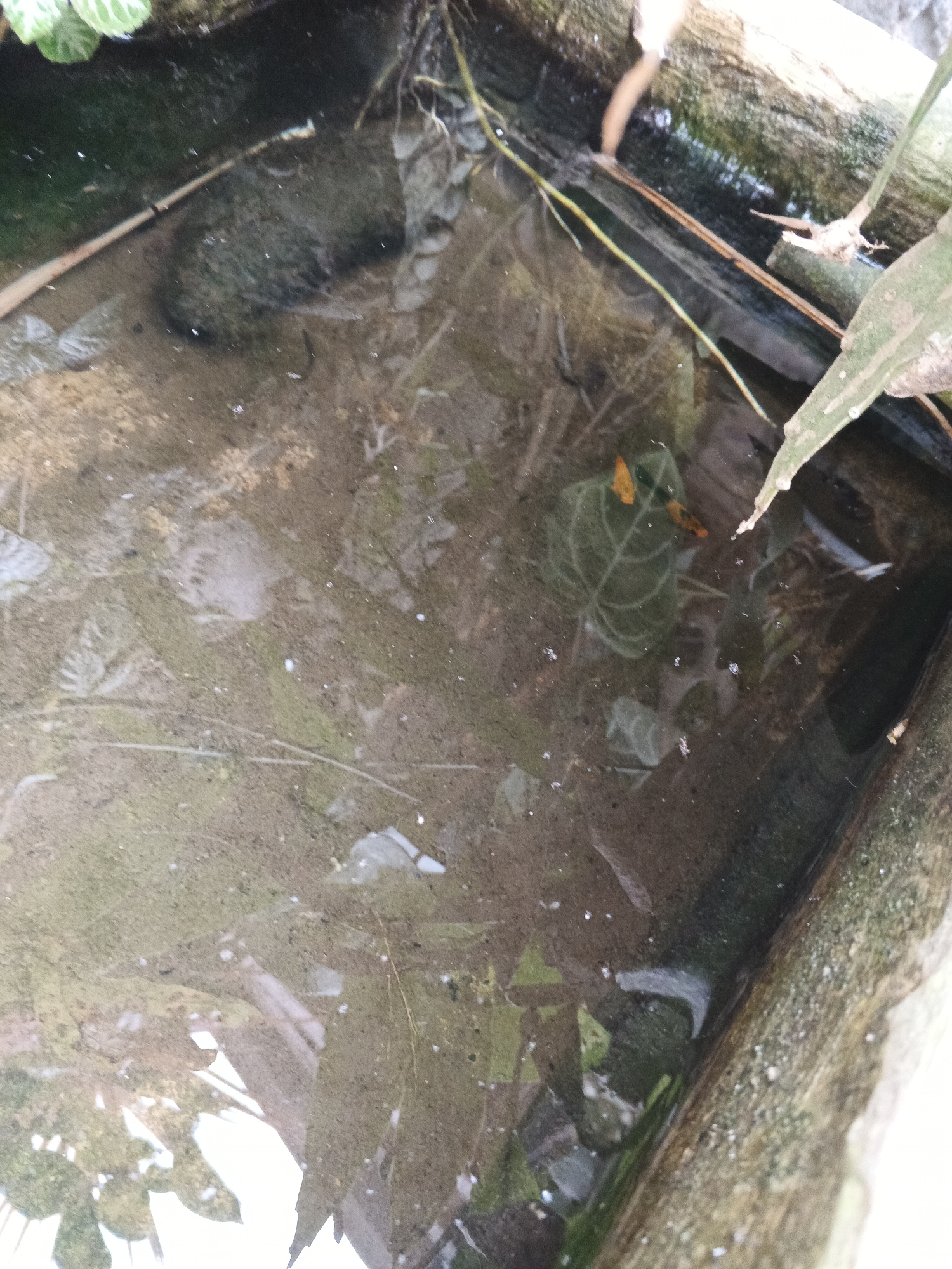 The image depicts a close-up, high-angle view of a murky pool of water contained within a concrete structure. The water is a cloudy brown, with visible sediment and debris on the bottom. Several fallen leaves, some of which are green and partially decomposed, are scattered across the surface and submerged within the water. There are also some small, white, irregular shapes floating on the surface, which could be debris or tiny organisms. In the lower-middle section of the frame, two small, bright orange fish are visible, swimming near a submerged, dark green leaf with prominent veins. The edges of the concrete container are rough and covered in moss or algae, suggesting it is an outdoor environment. A thin, yellow-green vine or root extends into the water from the upper left, and a larger, green leaf is partially visible in the upper left corner. The overall impression is of a stagnant, naturalistic water feature. The location is specified as Warungkiara, Indonesia.