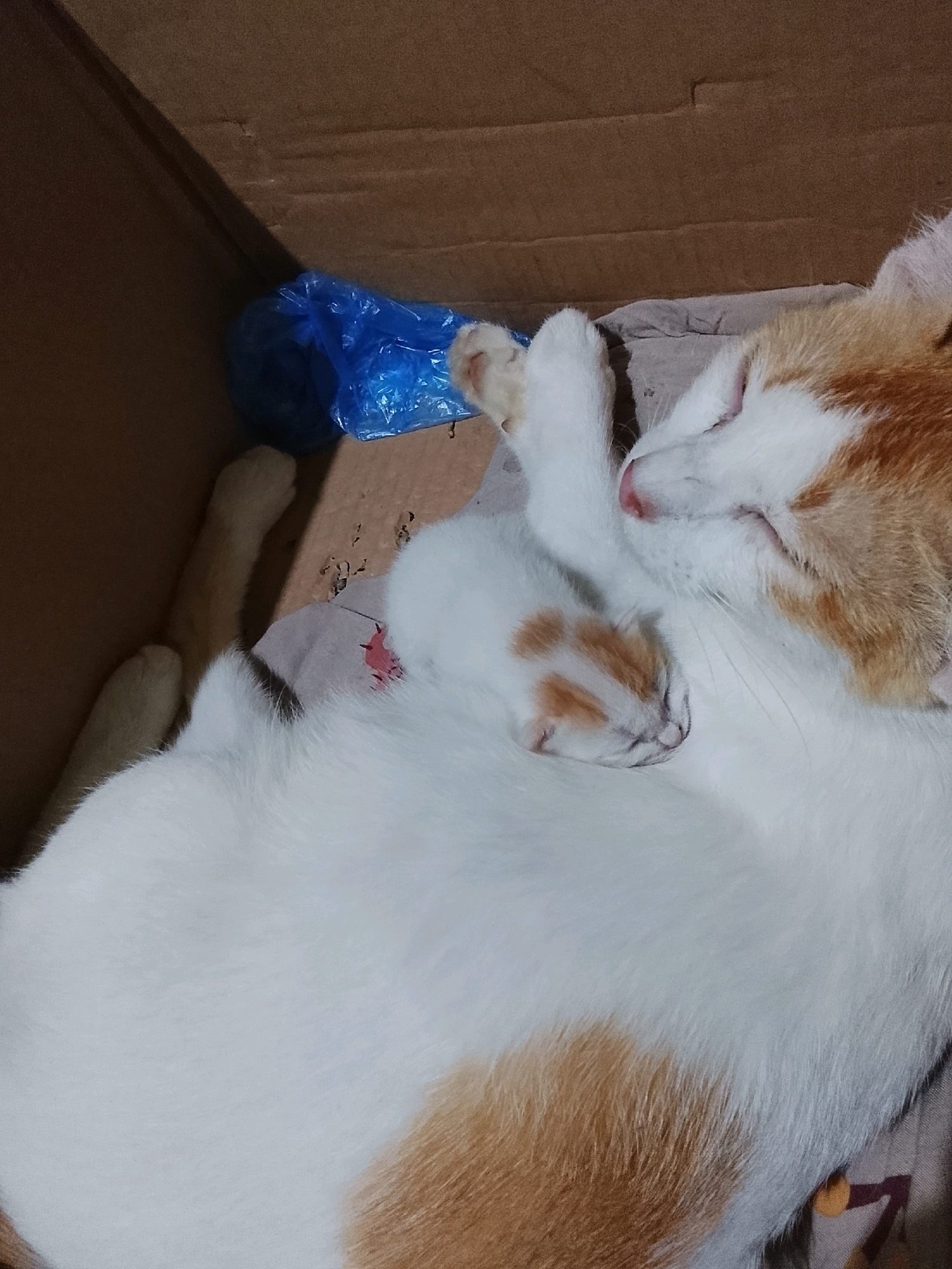 An adult orange and white cat lies on its back inside a cardboard box, cradling a very small orange and white kitten on its chest. The kitten is nestled against the adult cat's fur, sleeping soundly. The adult cat has its eyes closed and one paw is draped over the kitten. A crumpled blue plastic bag is visible in the background of the box, along with some brown cardboard. The scene appears to be indoors, possibly in a home environment in Ujungrusi, Indonesia.