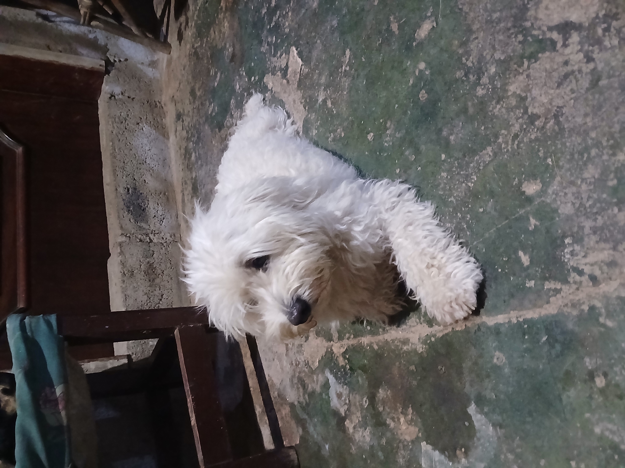A white, fluffy dog with a black nose lies on a mottled green and grey concrete floor. The dog is positioned at an angle, with its head facing the lower left of the frame. To the left of the dog, a dark wooden chair with a green cloth draped over it is partially visible. Behind the chair and dog, there is a rough concrete wall and what appears to be the corner of a dark wooden cabinet or doorframe. The location is likely indoors, with rough and aged surfaces, and the overall lighting appears dim. The city of Juan Griego, Venezuela is not discernible from the image alone.