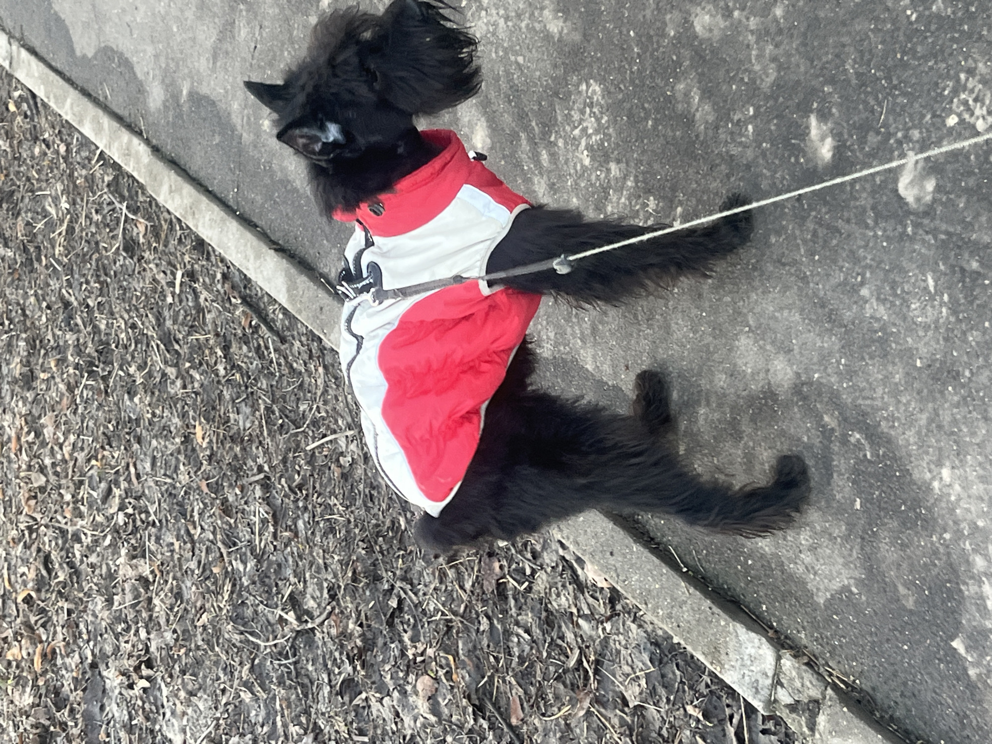 The image shows a black dog wearing a red, white, and gray jacket on a leash. The dog is standing on a concrete sidewalk, with fallen leaves and debris visible on the ground next to the sidewalk. The location is Podolsk, Russia.
