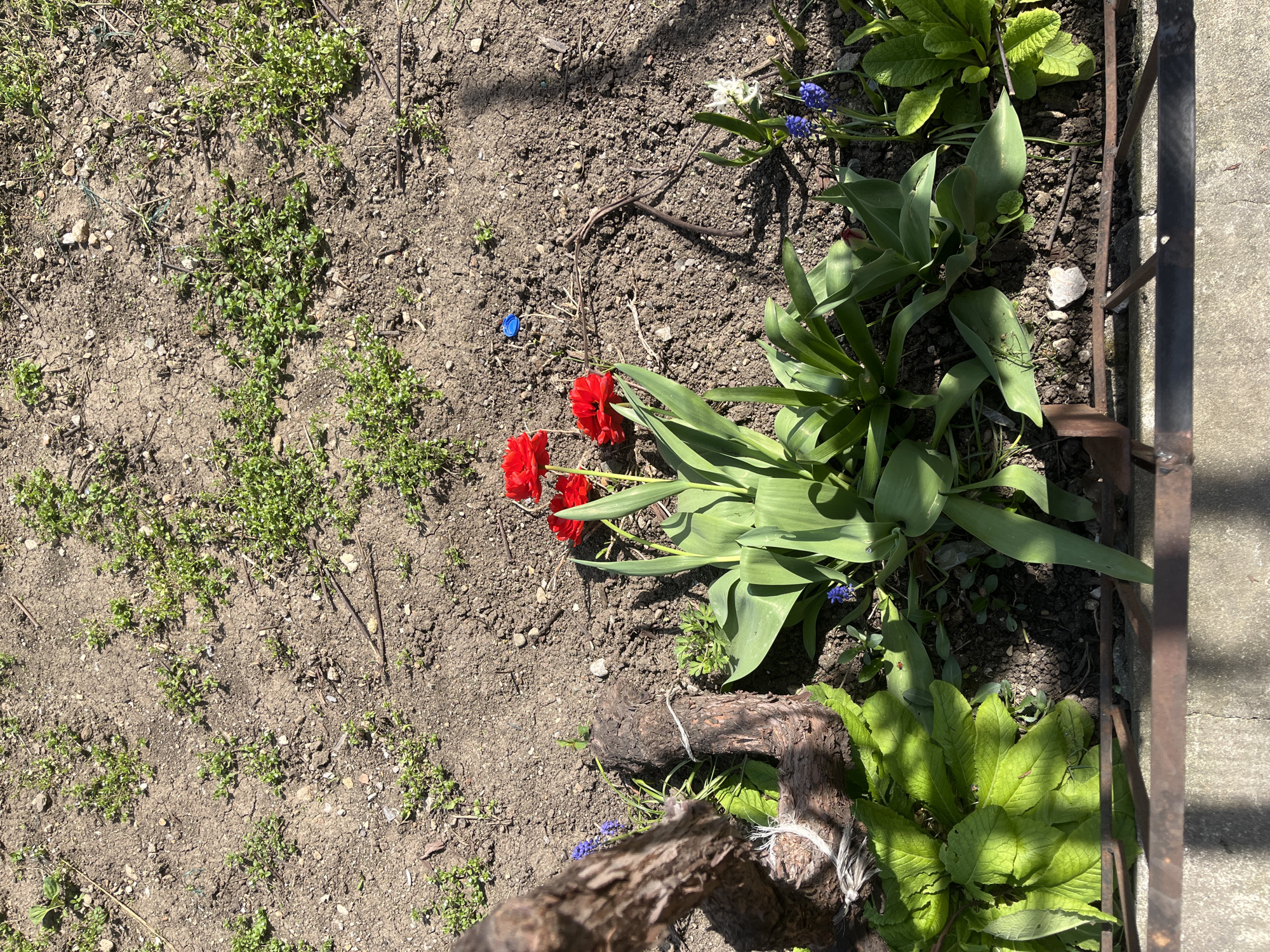 The image displays a sunlit garden bed or patch of ground, viewed from an overhead perspective, with a mix of cultivated plants and bare soil. On the left, the ground is mostly dry, light brown soil, sparsely covered with small patches of tiny green weeds or grass.
Dominating the center-right are vibrant red tulips with multiple flowers and lush green leaves, appearing to lean slightly. Below them, near the bottom-right, are two thick, dark brown pieces of wood, possibly logs or branches, secured with white string, resting among greenery.
Interspersed among the plants are small blue flowers, likely grape hyacinths, and a few white flowers, possibly scilla, indicative of spring. Larger, broad-leafed green plants, resembling hostas or similar groundcover, are visible in the top-right and bottom-right corners, with one particularly prominent large-leafed plant in the bottom-right showing strong sun highlights.
The right side of the image features a dark, somewhat rusty metal fence or railing, bordering a concrete curb or path. Bright sunlight casts distinct shadows from the fence, the plants, and the wooden pieces onto the soil, suggesting a clear day, likely midday or early afternoon.
Notable details include a small blue plastic bottle cap lying on the soil near the tulips, thin dry sticks scattered throughout the dirt, and a small red insect with black spots (a ladybug) visible on a green leaf in the bottom-right quadrant. No visible text is present in the image. The scene suggests a springtime garden in Sofia, Bulgaria, as per the provided context.