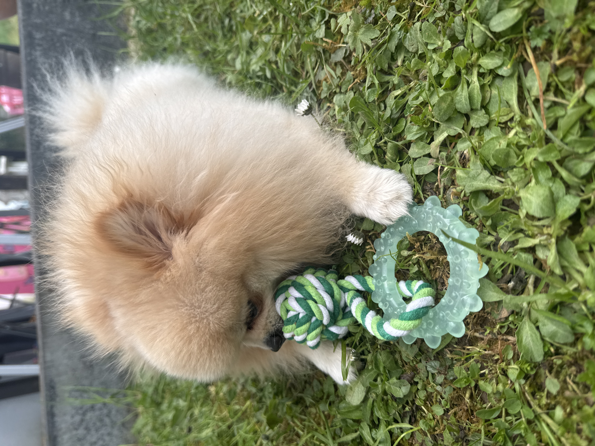 An overhead photograph captures a fluffy, light-colored dog, likely a Pomeranian, lying on green grass outdoors. The dog's fur is a creamy or pale fawn shade. Its head is positioned towards the bottom-left of the frame, and its body extends diagonally towards the upper-right. The dog appears to be engaged with a green, white, and light green braided rope toy, which is situated near its mouth. Adjacent to the rope toy is a translucent, light blue-green rubber ring toy featuring raised nubs.
The ground is predominantly covered in vibrant green grass and various small leafy plants. A small white daisy flower is visible nestled within the grass near the dog's back. In the background, along the left edge of the image, there is a dark, smooth surface, possibly a table or a reflective barrier, with some blurred elements behind it. The bright lighting indicates it is daytime. No visible text is present in the image.