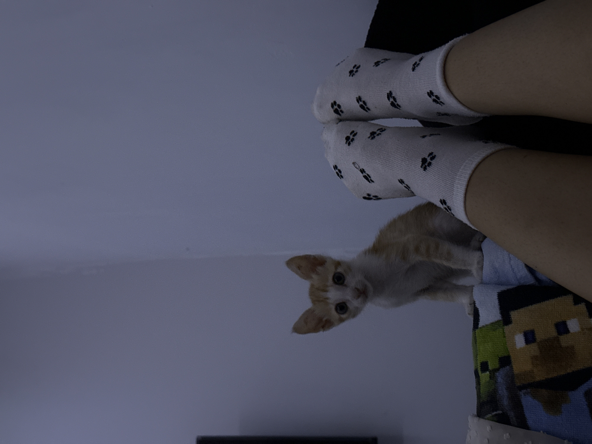 A low-angle shot shows a person reclining with legs elevated. The person wears white socks with black paw print designs. An orange and white kitten stands near the person's legs on a blue and green Minecraft-themed towel. The background consists of a light grey wall. The location is presumed to be indoors, but there is no supporting information about the city of Mũi Né, Vietnam.