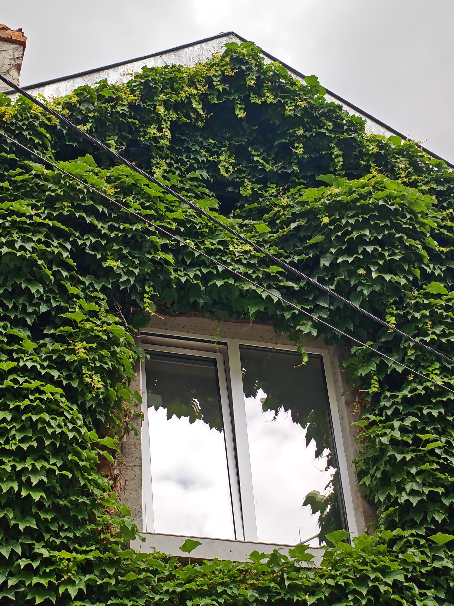 This is a low-angle, full shot of a building facade in Sofia, Bulgaria, extensively covered in dense green ivy. The ivy engulfs the upper portion of the building, creeping over the roofline and obscuring most of the wall. A single window with white framing is visible, reflecting a cloudy sky and the surrounding foliage. Several black electrical wires run horizontally across the frame, intersecting the ivy. The sky is overcast with a pale gray color. To the left, a small section of a red brick chimney is visible, protruding from the top left corner. The building appears to be constructed of concrete with some patches of exposed material.