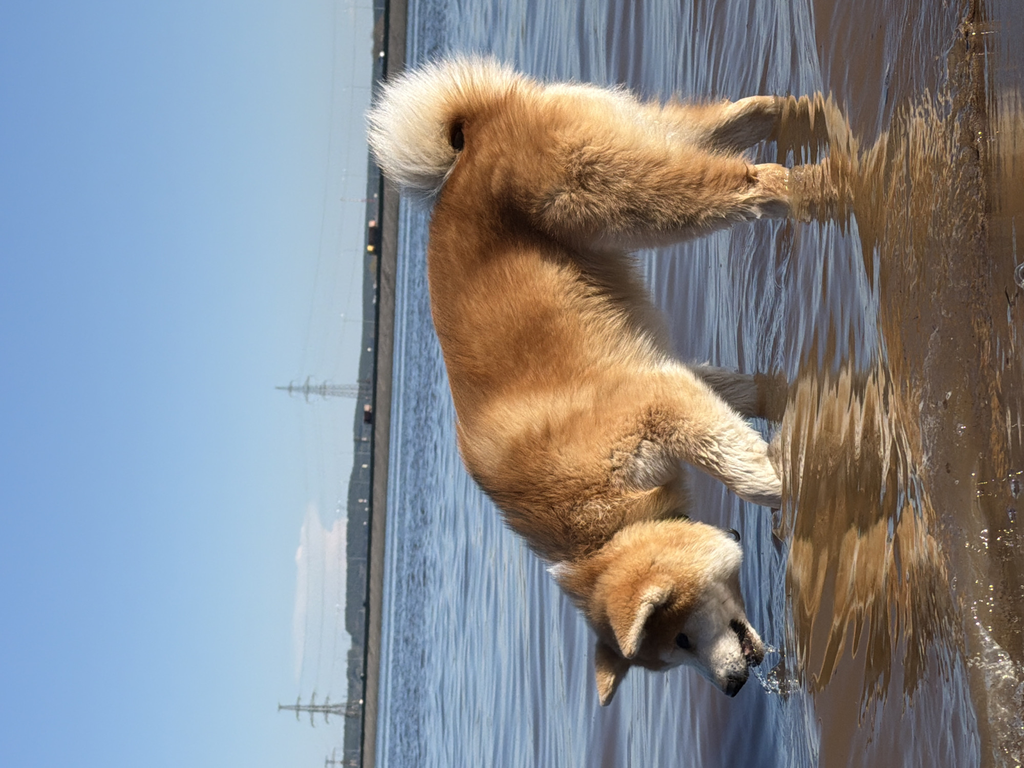 A medium shot of a furry, brown and white Akita dog wading in shallow water next to a sandy bank. The dog faces right, with its head dipped to drink from the water's edge. In the background, a long body of water extends to the horizon, with transmission towers and infrastructure visible on the opposite shore. The sky is clear and blue. The location is Noviy, Russia, identifiable by the backdrop and infrastructure visible across the water.