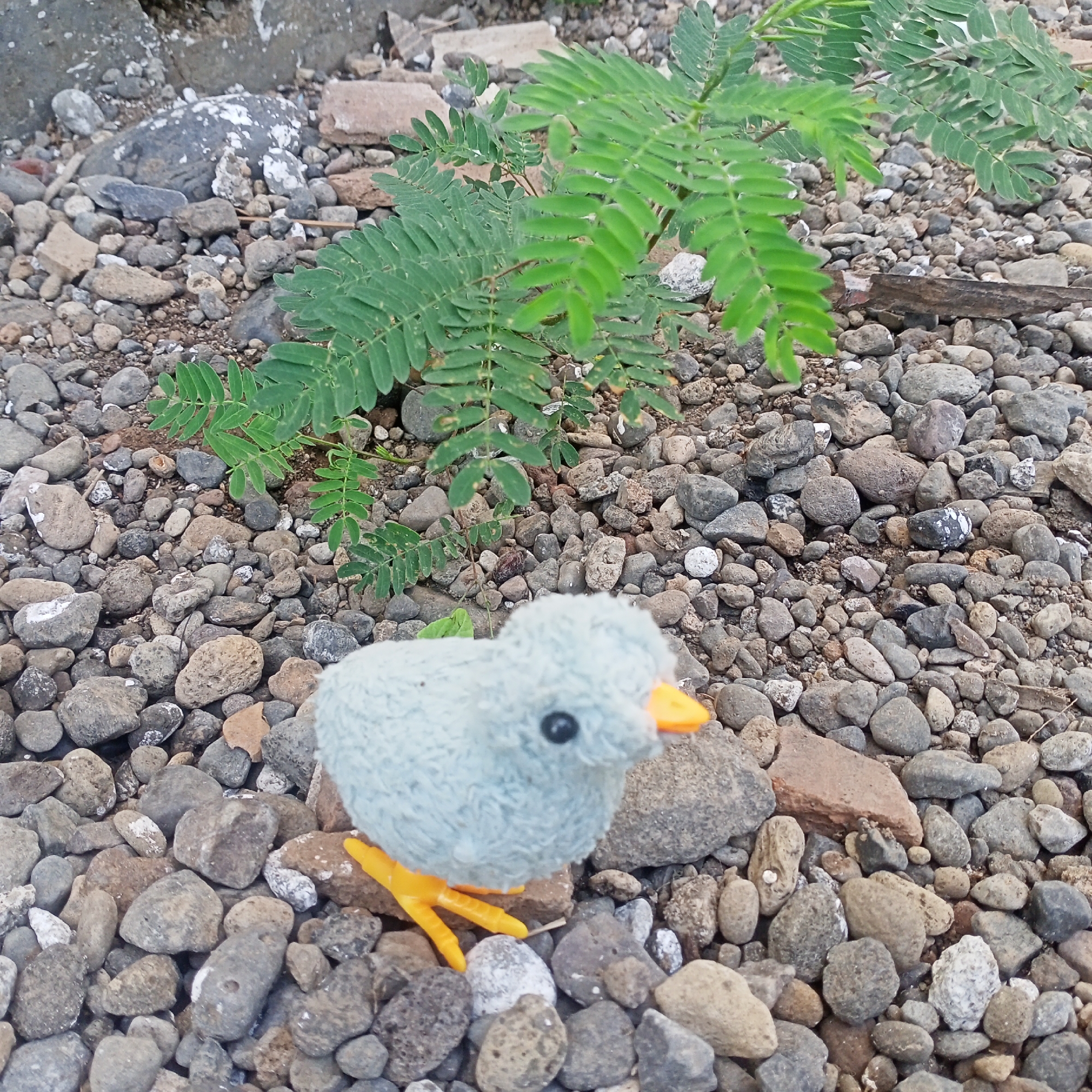 A plush toy chick is positioned on a bed of small, grey and brown stones. The chick is light blue with orange legs and a beak, and a black eye. It is facing slightly to the left. Behind the chick, a small green plant with compound leaves grows upwards. The ground is covered in various sizes of stones, with some larger rocks and debris visible in the background. The scene appears to be outdoors in a natural or semi-natural environment, possibly a yard or unpaved area. The lighting suggests it is daytime.