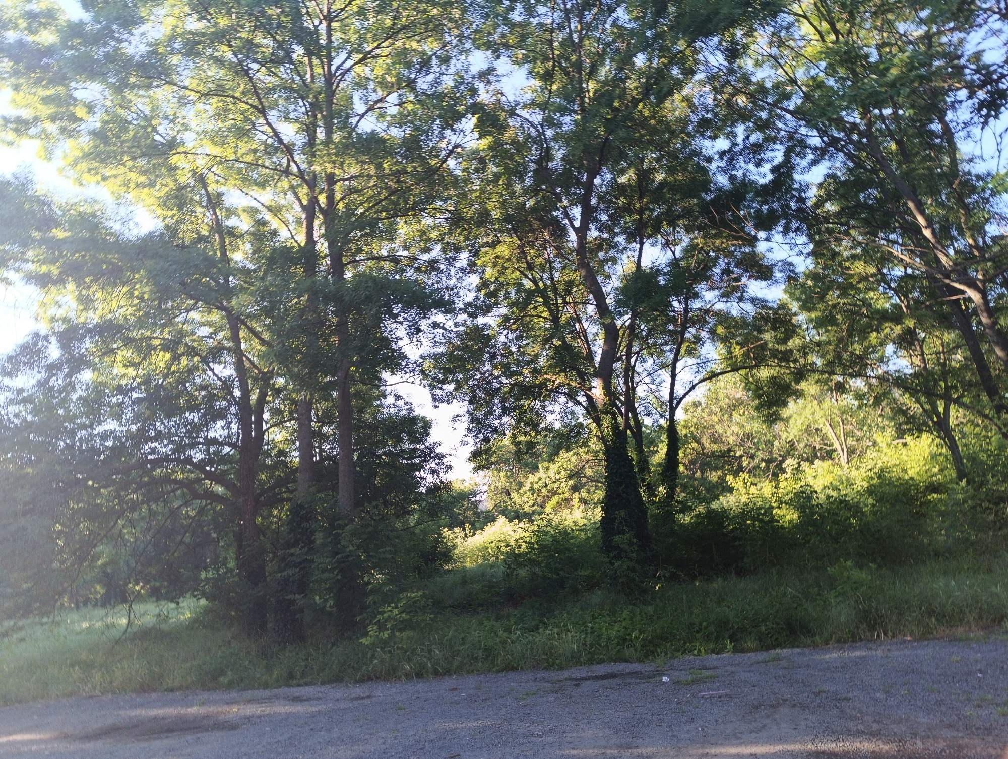 The image depicts a natural scene featuring a dense canopy of trees with lush green foliage, illuminated by sunlight filtering through the leaves, creating a dappled light effect. The ground beneath the trees is covered in a mixture of grass and vegetation. In the foreground, a gravelly path or road is visible, stretching across the bottom of the frame. The scene appears to be an outdoor environment, possibly a park, forest edge, or undeveloped land, consistent with the outskirts of Karnobat, Bulgaria, where such natural landscapes are common. There are no people or specific man-made structures prominently featured in the image, focusing solely on the environmental elements.