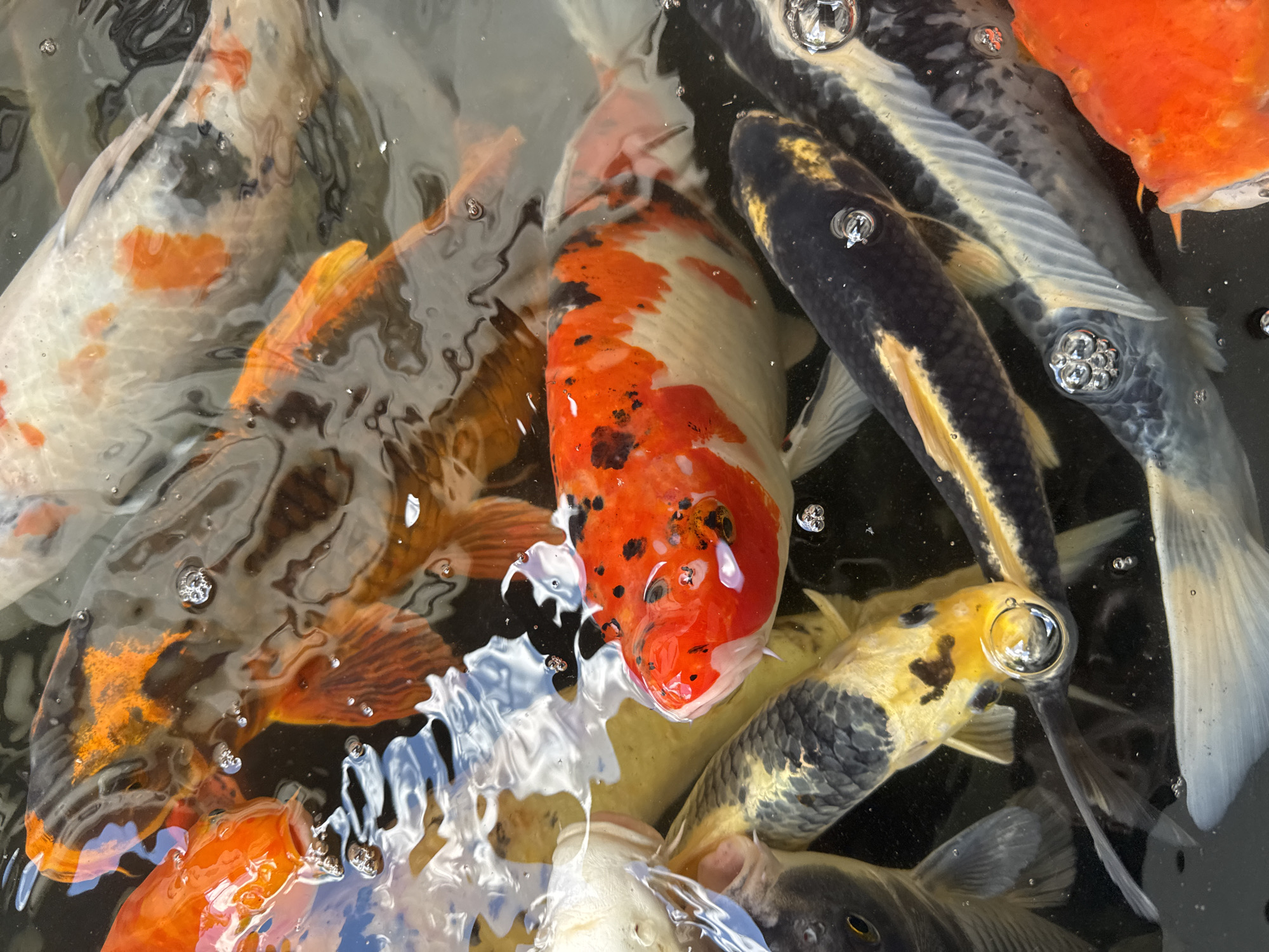 An overhead shot captures a cluster of koi fish swimming in dark water. The fish display a variety of colors, including bright orange, white with orange and black markings, and a mix of black, white, and yellow. Some fish are partially submerged, with their scales and fins visible. Bubbles rise to the surface, indicating movement and possibly feeding activity. The water's surface is disturbed, creating reflections and ripples. The scene is likely a pond or a large tank in an outdoor setting, possibly a tourist attraction or a private residence. There is no indication of Kuta Selatan, Indonesia in the image.