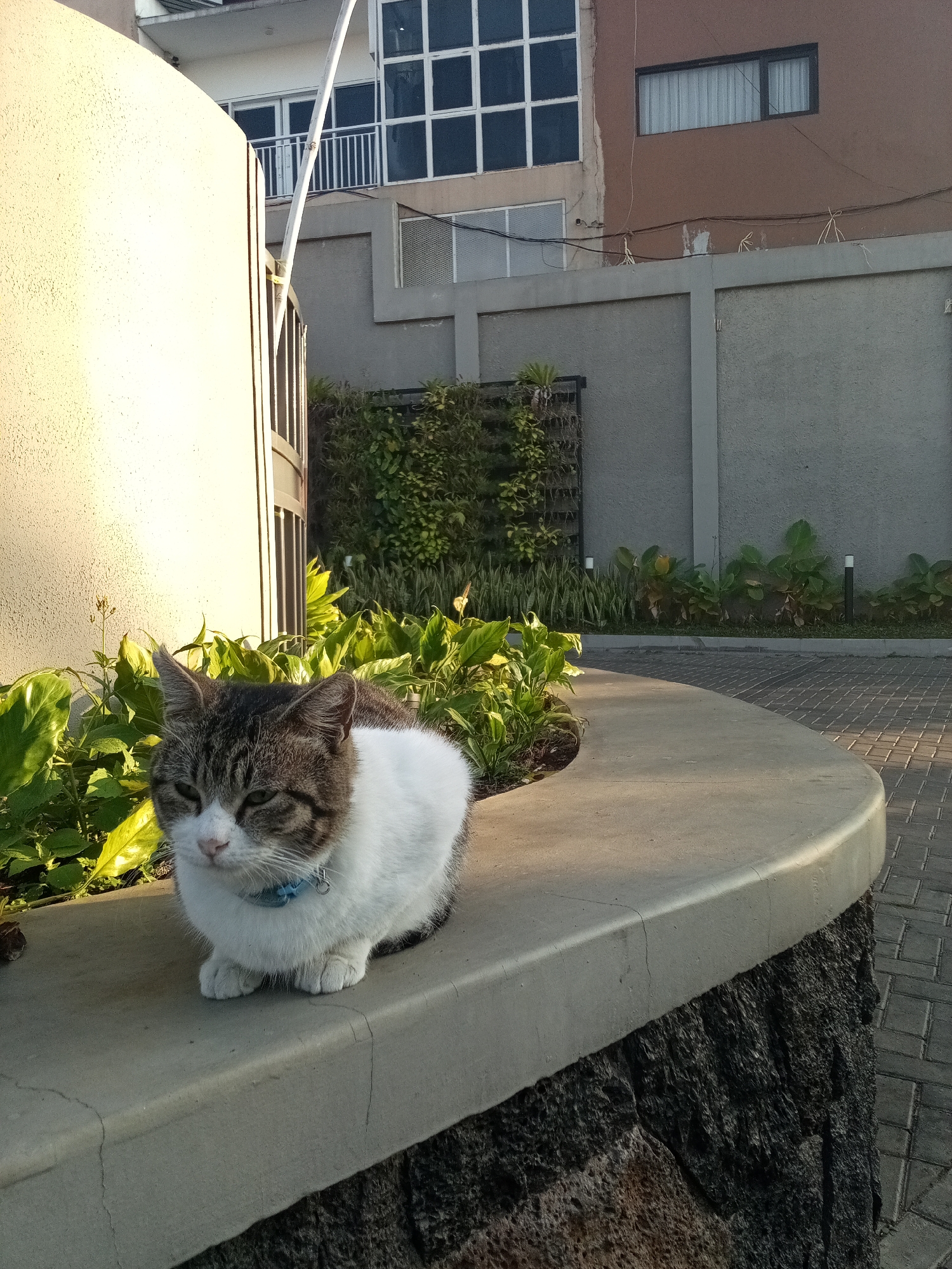 A tabby and white cat with green eyes sits on a stone ledge in front of lush green foliage. The cat wears a blue collar. Behind the cat, a building with multiple windows and a brown facade is visible. The ledge is curved and part of a paved walkway. The scene appears to be outdoors, possibly in the city of Cihanjuang, Indonesia, given the style of the building and landscaping. The lighting suggests it is either early morning or late afternoon.