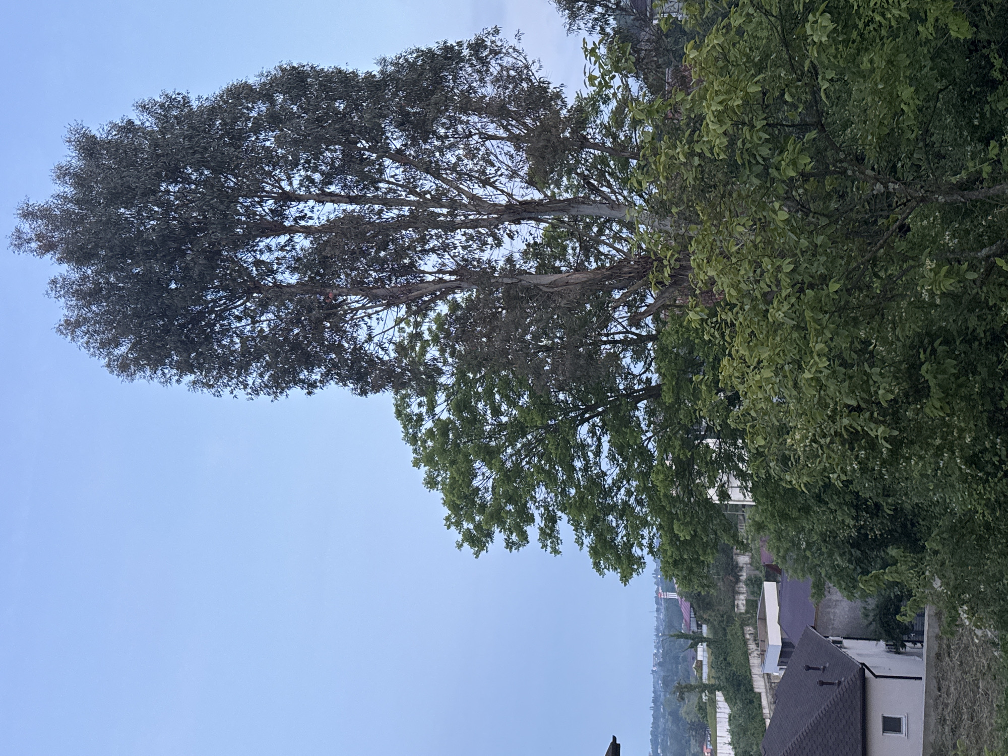 This image captures an elevated view of a residential area in Vesyoloye, Russia, at either dawn or dusk, indicated by the soft, clear, light blue sky that dominates the upper two-thirds of the frame. The scene is devoid of people or discernible movement.
In the center-right, a very tall, slender tree with sparse, dark green foliage and visible light-colored trunks stands prominently against the sky. To its left and slightly lower, a large, broad-leafed tree with a full canopy of vibrant green foliage is situated. The foreground, particularly the lower center and right, is densely packed with various smaller trees and shrubs, displaying a range of green hues.
In the lower-left quadrant, a house with white walls and a dark, multi-gabled roof is visible, featuring a small white-framed window and two dark roof vents. Adjacent to it, partially obscured by foliage, is another building with a similar dark roof. Further into the mid-ground, a white retaining wall runs horizontally, and several more residential structures with varying roof colors are scattered amongst the greenery. In the distant mid-ground, a distinctive white structure with a red conical top, possibly a water tower, rises above the tree line, framed by a hazy landscape that suggests the outline of a distant town or city. The overall environment appears green and somewhat hilly, indicative of a suburban or semi-rural setting.