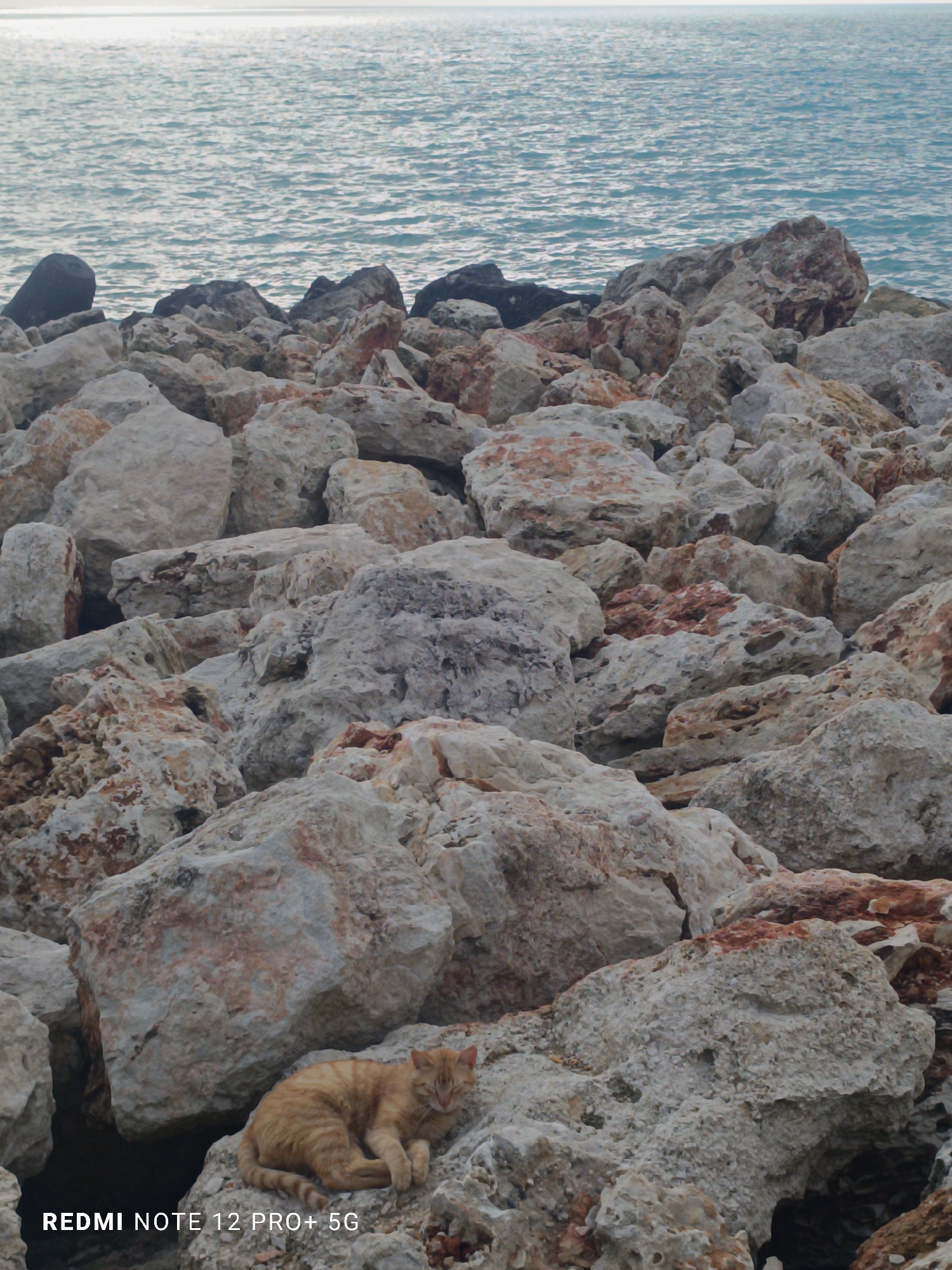 The image captures a serene coastal scene featuring a cat resting on a rocky shore. In the bottom-center foreground, an orange tabby cat is curled up, seemingly asleep or dozing, on a large, light-colored rock. Its eyes are partially closed, and its body is relaxed, blending somewhat with the tones of the rocks.
The majority of the image is filled with a dense array of large, irregularly shaped rocks, forming what appears to be a breakwater or a natural rocky coastline. These rocks are predominantly light grey and off-white, with numerous patches and streaks of reddish-brown, suggesting mineral deposits or weathering. Their rough textures and varying sizes create a rugged, natural barrier.
Beyond the rocks, in the background, the calm, blue-grey water of the sea extends to the horizon. The surface of the water shows gentle ripples, reflecting a soft, diffused light from above, indicating either an overcast sky or a time of day with indirect sunlight, possibly late afternoon. The horizon line is visible but indistinct.
The overall atmosphere is one of tranquility and natural beauty. A watermark "REDMI NOTE 12 PRO+ 5G" is visible in white text in the bottom-left corner. The setting is identified as Varna, Bulgaria.