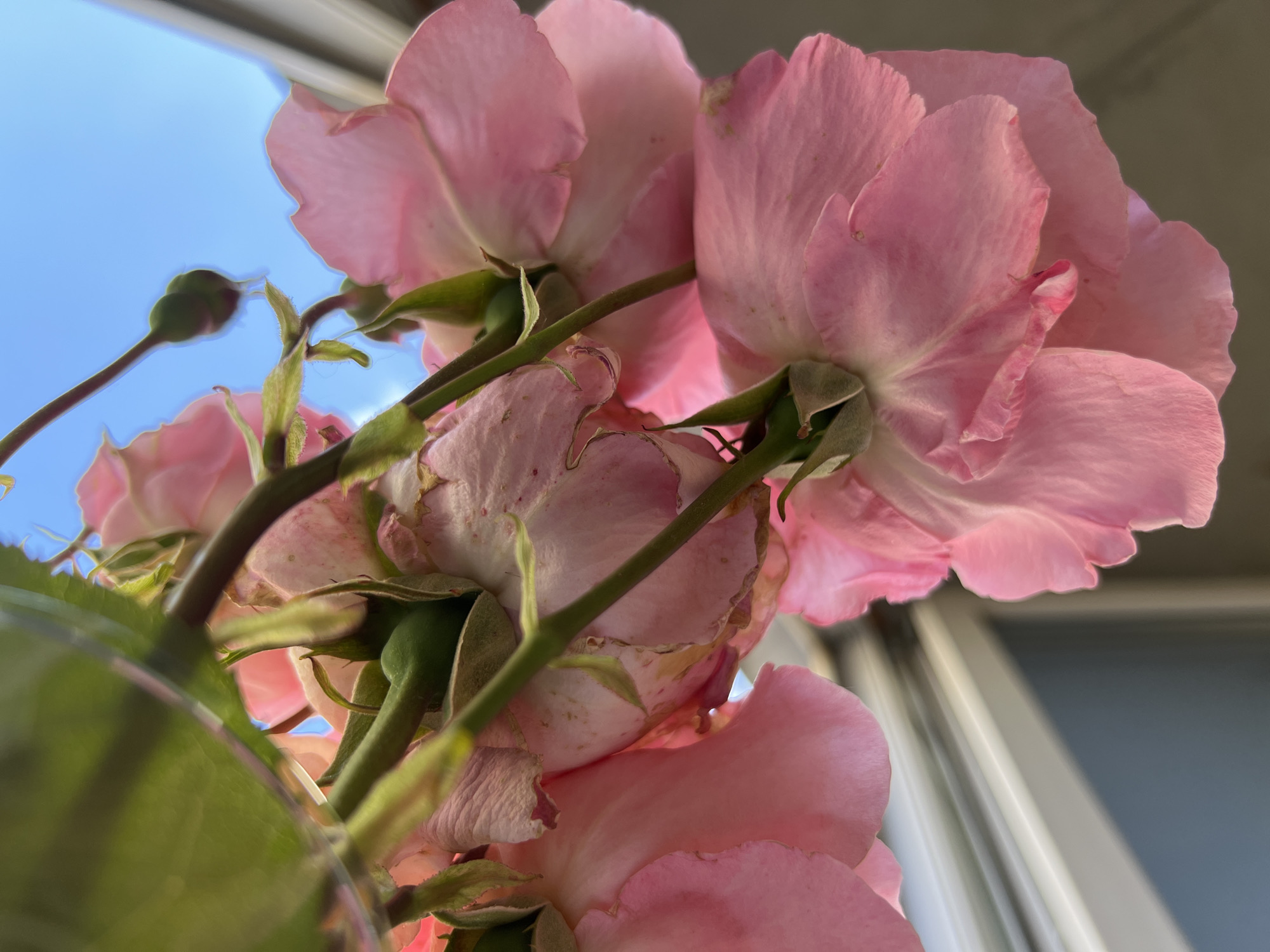 The image depicts a cluster of pink roses, viewed from a low angle, possibly looking upwards. The roses appear to be in a vase or container, hinted at by a curved green object in the lower left corner of the image. The stems of the roses are green and intertwined. In the background, there is a glimpse of a light blue sky. Additionally, what appears to be a window frame can be seen behind the roses, indicating the location might be indoors. There are no people visible in the image. It is not possible to determine the location within Krasnodar, Russia from the image.