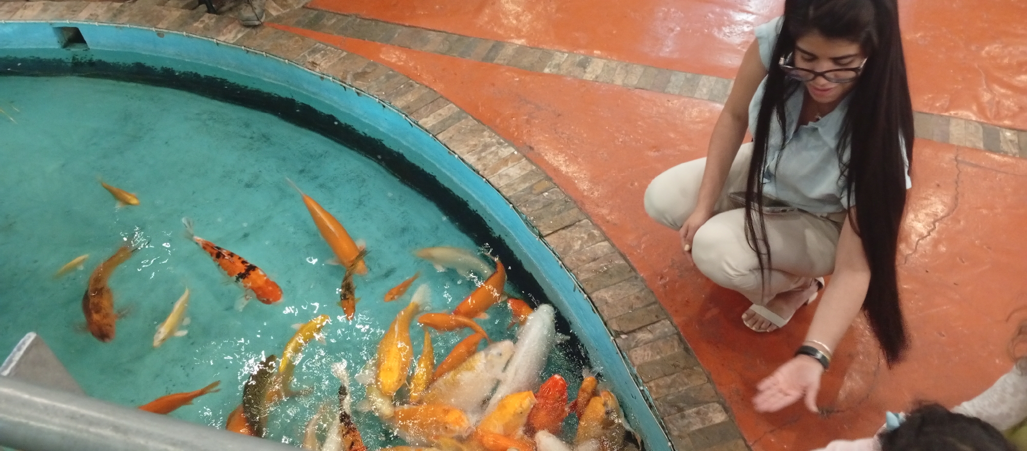 An overhead shot captures a woman and a child interacting with numerous koi fish in a vibrant turquoise pond. The woman, with long dark hair and glasses, is crouched beside the pond, wearing a light blue top and light-colored pants with white sandals. Her right hand is extended over the water, seemingly offering food or attempting to touch the fish, and her gaze is directed intently at them. A young child's head, adorned with a light blue bow, is partially visible on the far right, also looking towards the pond.
The pond has a dark blue rim and is surrounded by a reddish-orange tiled or painted floor with gray stone accents. Many koi fish, in shades of orange, gold, white, and black-and-orange patterns, are densely gathered in the water, creating ripples and splashes, particularly in the foreground where the woman is reaching. A metal railing is partially visible on the left side, bordering the pond. The scene appears to be set in an indoor or covered public area, possibly a commercial establishment or a dedicated fish viewing area in Pampatar, Venezuela. The bright lighting suggests it is daytime. No text is visible in the image.