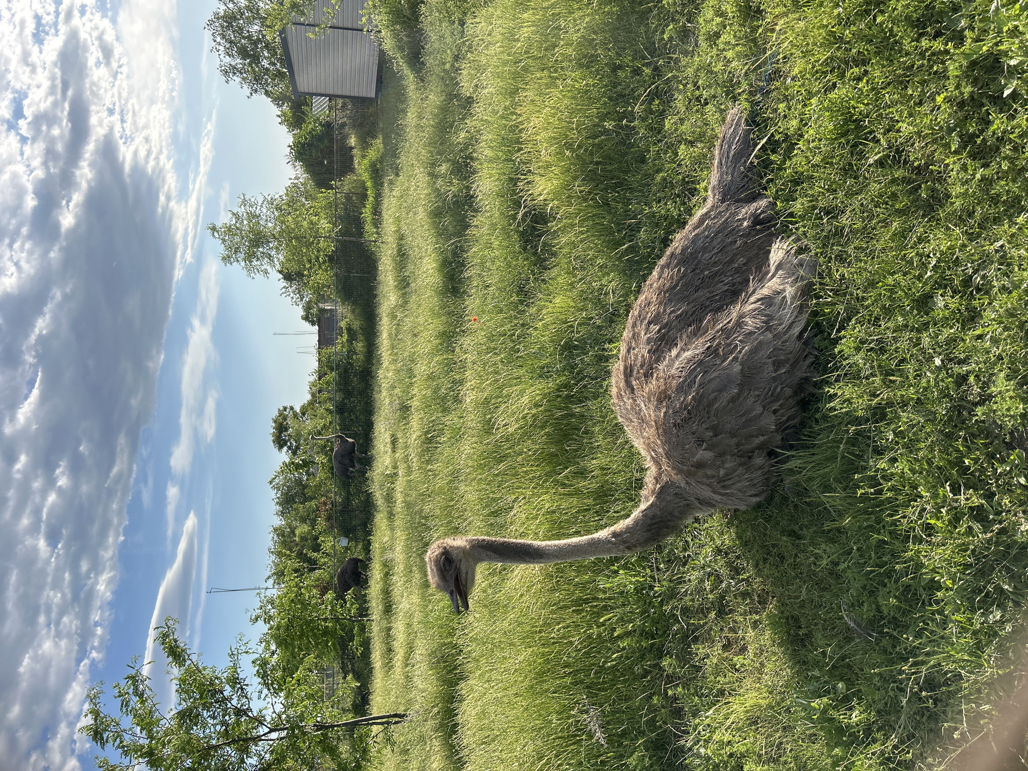 The image shows an ostrich lying in green grass in a rural environment. There are other ostriches in the background, along with trees, grass, a fence and a small building. The location is not provided in the image, and it is not possible to know if this is Burgas, Bulgaria, as requested.
