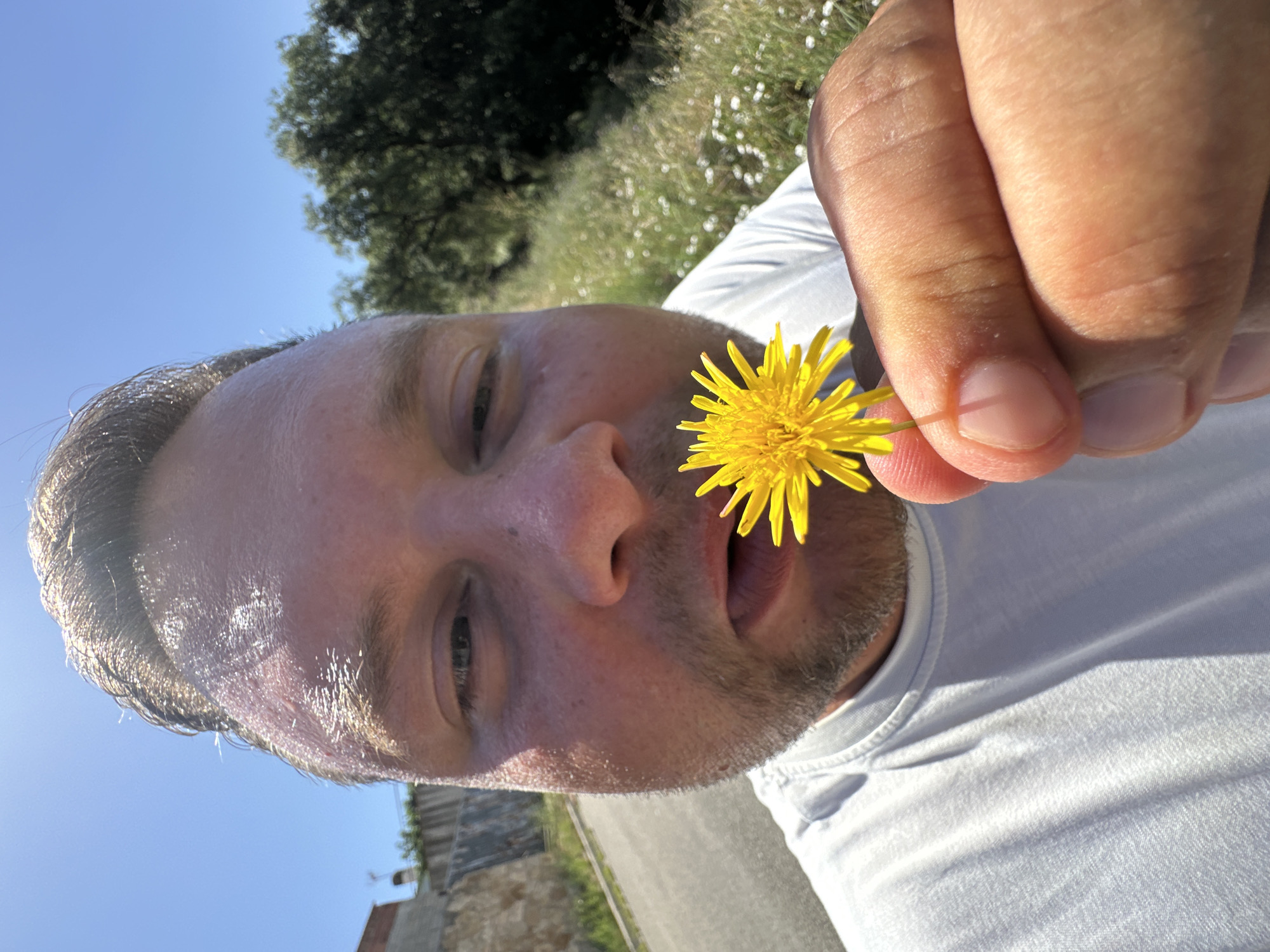 A close-up, low-angle shot shows a man holding a yellow dandelion flower to his nose on a sunny day, outdoors. The man is wearing a light blue t-shirt. His face is partially obscured by the flower and his hand, but his eyes are visible, and he appears to be smelling the flower. The background consists of a paved road, a stone wall, and a grassy hillside with sparse white flowers and trees. The sky is clear and blue. The lighting suggests it is midday. The scene appears to be in a rural or semi-rural area, possibly on the outskirts of Sant Feliu de Guíxols, Spain, given the style of the stone wall and the Mediterranean vegetation.