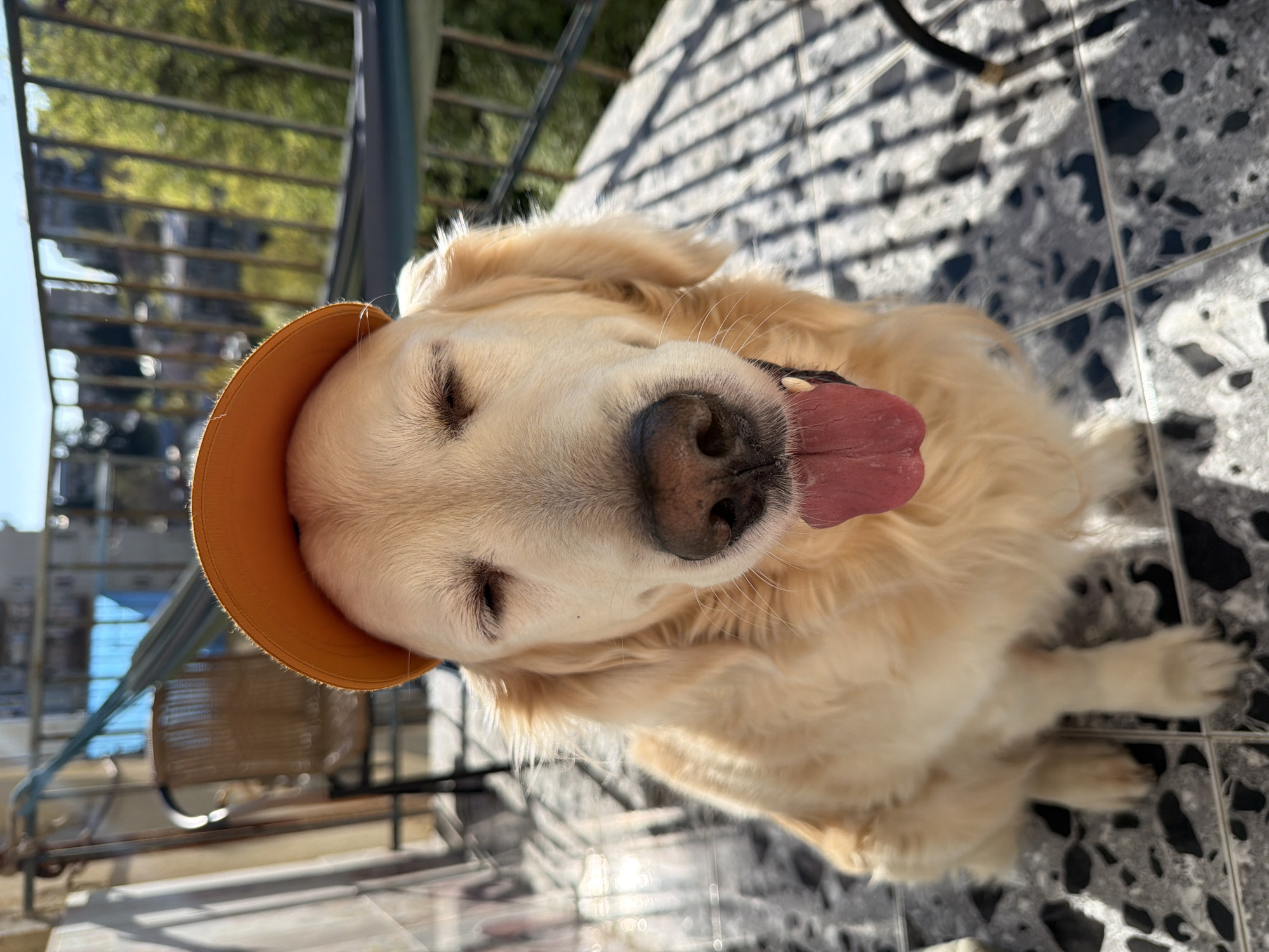 A golden retriever dog wearing an orange hat sits on a black-and-white tiled surface with its eyes closed and tongue sticking out. The surface appears to be a balcony or patio area. Background includes railing. Based on visual indicators such as architectural styles and possible building materials, the location is likely in Tbilisi, Georgia.