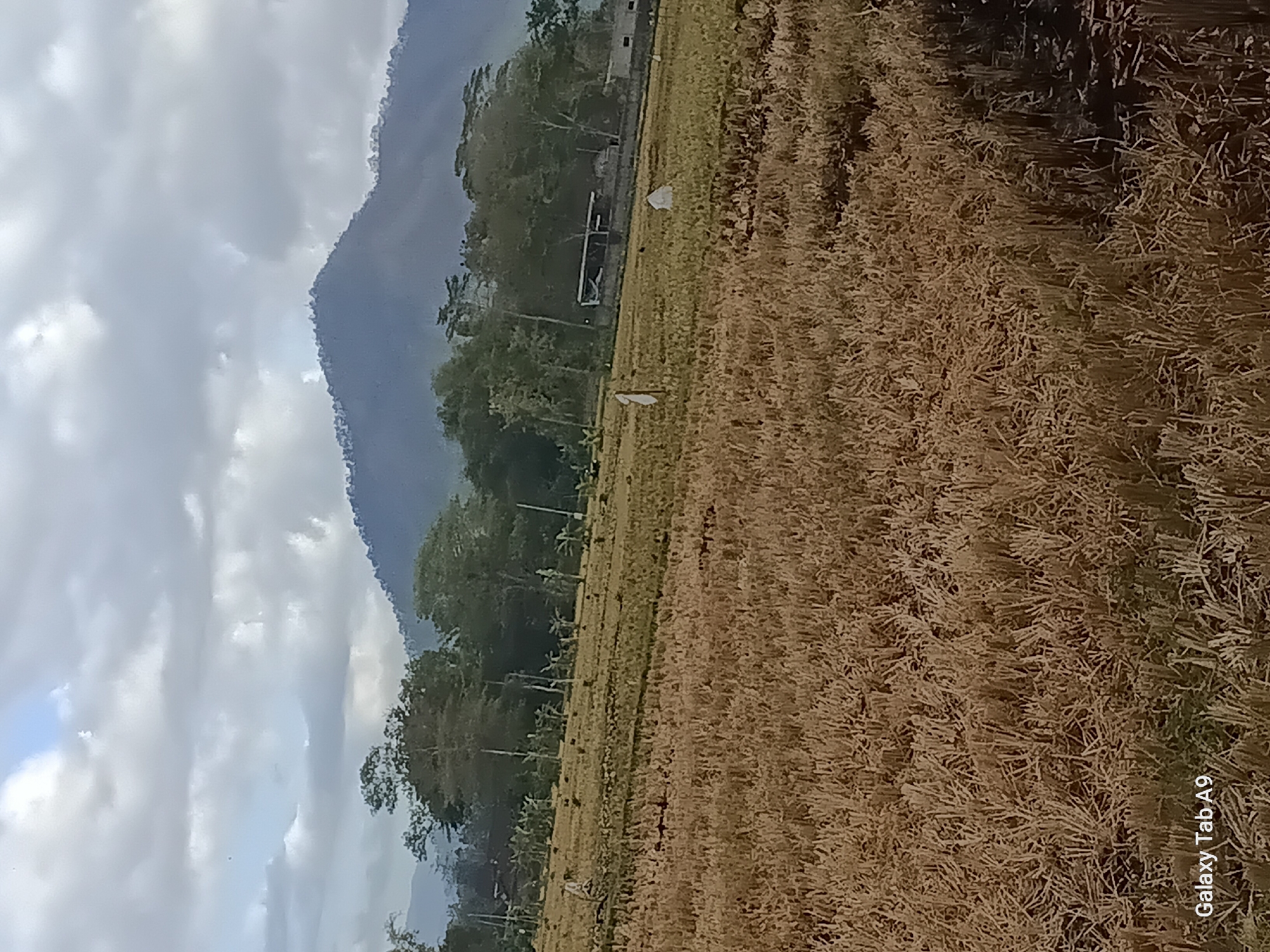 The image shows a rural landscape in Bendorejo, Indonesia. A harvested rice field occupies the foreground, with dry stubble covering the ground. In the mid-ground, there are scattered white objects that appear to be scarecrows or markers in the field. Beyond the field, a line of trees and vegetation creates a natural border. In the background, a large mountain with a forested slope dominates the horizon under a cloudy sky. Some simple structures, possibly agricultural buildings or homes, are visible among the trees. The overall scene suggests a tranquil, agricultural setting.