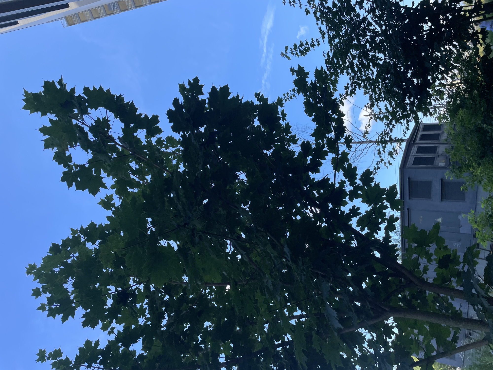 A view from below of a large, mature maple tree with dark green, distinctly shaped leaves against a bright blue sky. The tree dominates the foreground and middle ground of the image, its branches reaching upwards and outwards, partially obscuring the sky. In the background, a modern, light-colored building with balconies can be seen on the right side, its upper floors visible against the sky. To the left of the tree and below it, a dark gray, rectangular building with multiple dark rectangular windows is visible, possibly a utility structure or a small industrial building. The scene appears to be in an urban setting, given the presence of the buildings, and the time of day seems to be daylight, with the sky being clear and blue, though a few wispy clouds are present.