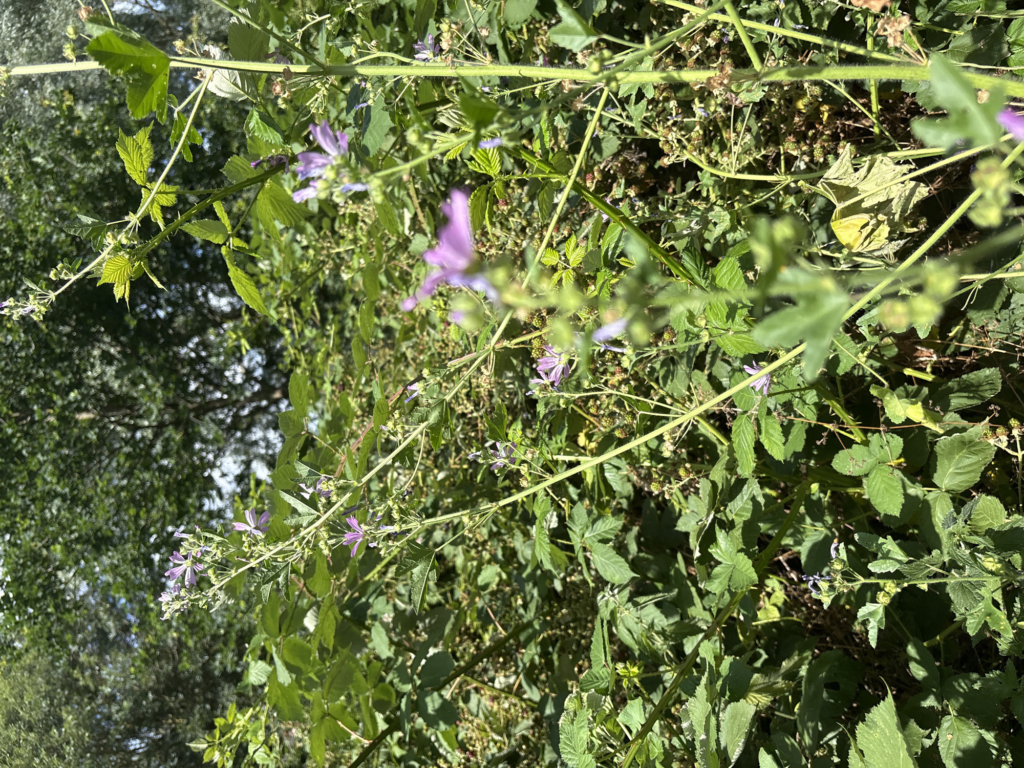 An outdoor, eye-level, medium shot captures a dense thicket of green foliage with a scattering of small purple flowers and buds. The plants are lush and overgrown, with a mixture of broad leaves and thinner, vine-like stems. Sunlight filters through the leaves, creating patches of light and shadow. In the background, the blurred shapes of trees suggest a natural, uncultivated environment. The image is framed by the plants themselves, with some branches and leaves extending into the foreground.