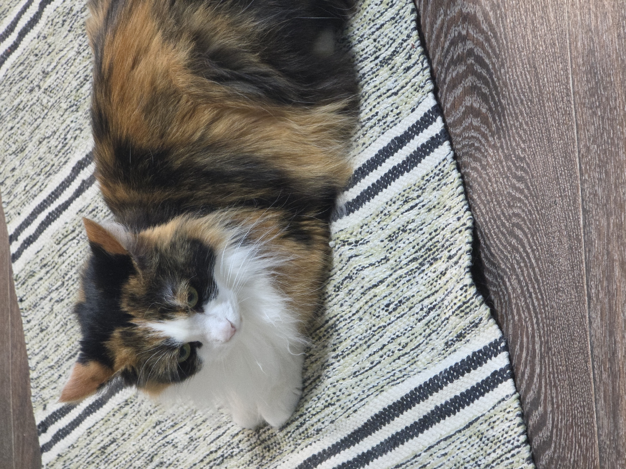 A calico cat with long fur is lying on a striped rug on a wooden floor. The cat is mostly facing to the left, with its head tilted down. Its fur is a mix of white, black, orange, and brown. The rug has stripes of white, black, and a greenish-yellow color. The wooden floor has a visible wood grain pattern. The image appears to be taken indoors. The location of this scene in the city of Novocheboksarsk, Russia, is not discernible from the image itself.