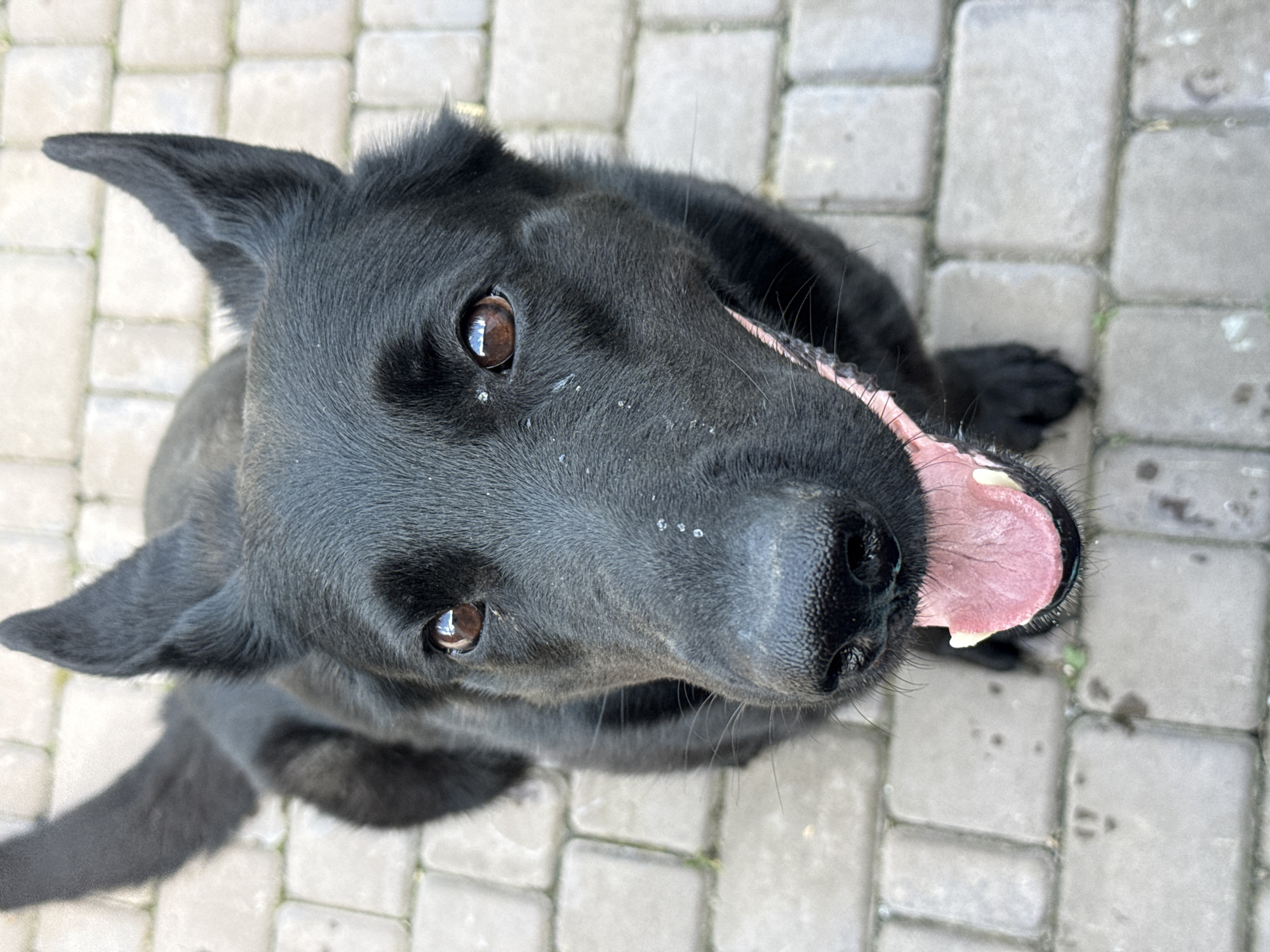 An overhead, close-up shot focuses on the face of a black German Shepherd dog sitting on a paved patio. The dog is looking directly up at the camera with its mouth open and tongue hanging out. The dog's fur appears somewhat dusty. The background consists of light gray interlocking pavers with some subtle green moss growing in the cracks. The scene is outdoors, with no visible buildings or specific landmarks that would indicate a city location. The lighting suggests it is daytime, possibly overcast.