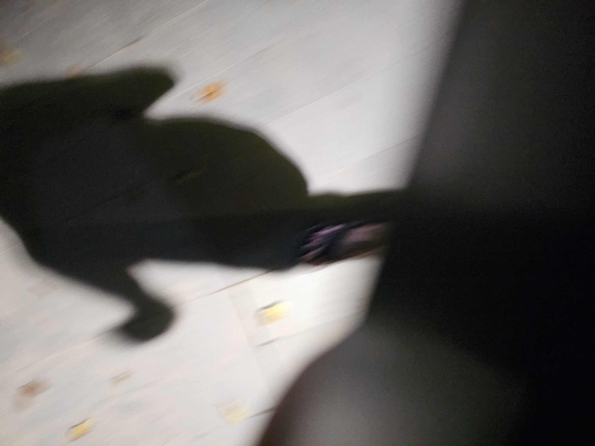 The image shows a blurred shadow of a person walking on a wooden floor, possibly at night, with a flashlight or overhead light casting the shadow. There are some indistinct objects on the floor that could be leaves or debris. The lower portion of the image is obscured by darkness, possibly from the foreground. The scene appears to be indoors, as suggested by the wooden flooring. The location in Denpasar, Indonesia cannot be determined from the visual information.