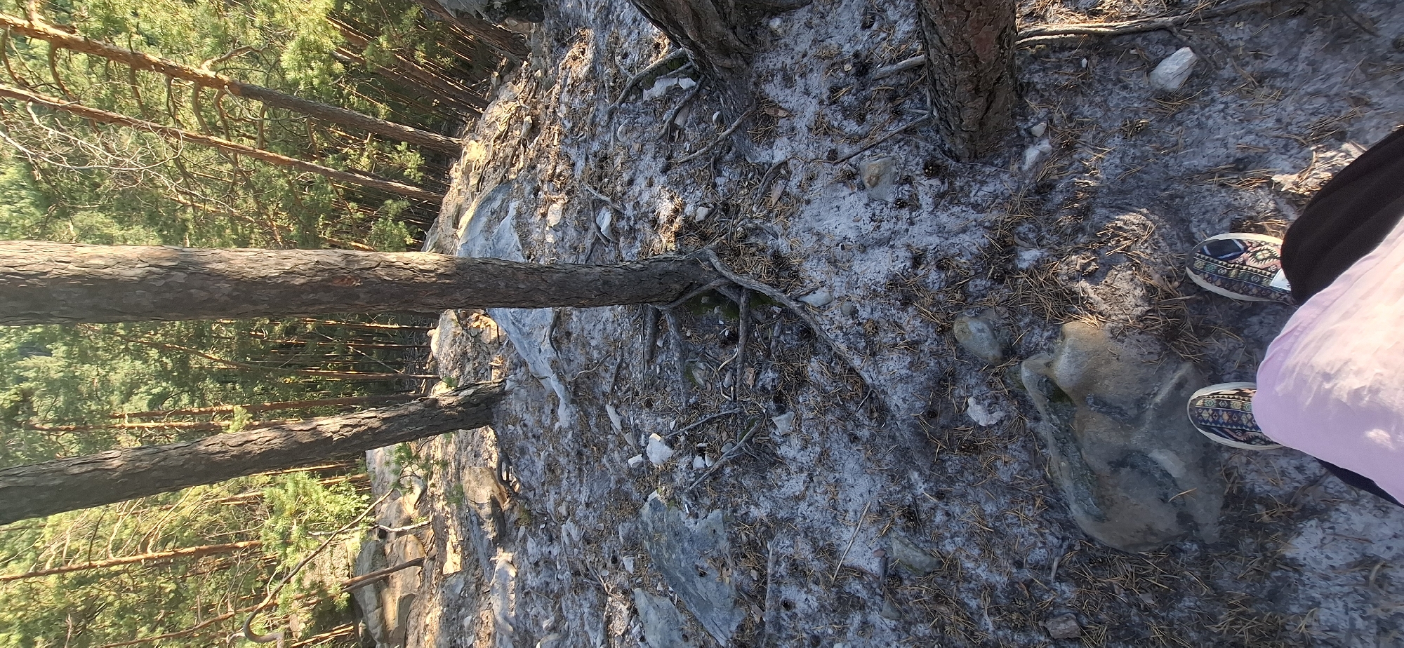 The image depicts a view looking down on the feet of a person standing on a rocky, pine-needle-covered ground in a forest. Two trees with rough bark are prominently featured, with one in the foreground and another to the left. The ground is a mix of greyish sand, small rocks, and fallen pine needles and cones. Beyond the immediate ground, the scene opens up to a dense forest of tall, thin pine trees bathed in sunlight. The person is wearing patterned sneakers and light pink pants. The location is identified as being in the city of Peredovoi, Russia, suggesting a natural, possibly rural or park-like setting within or near the city.