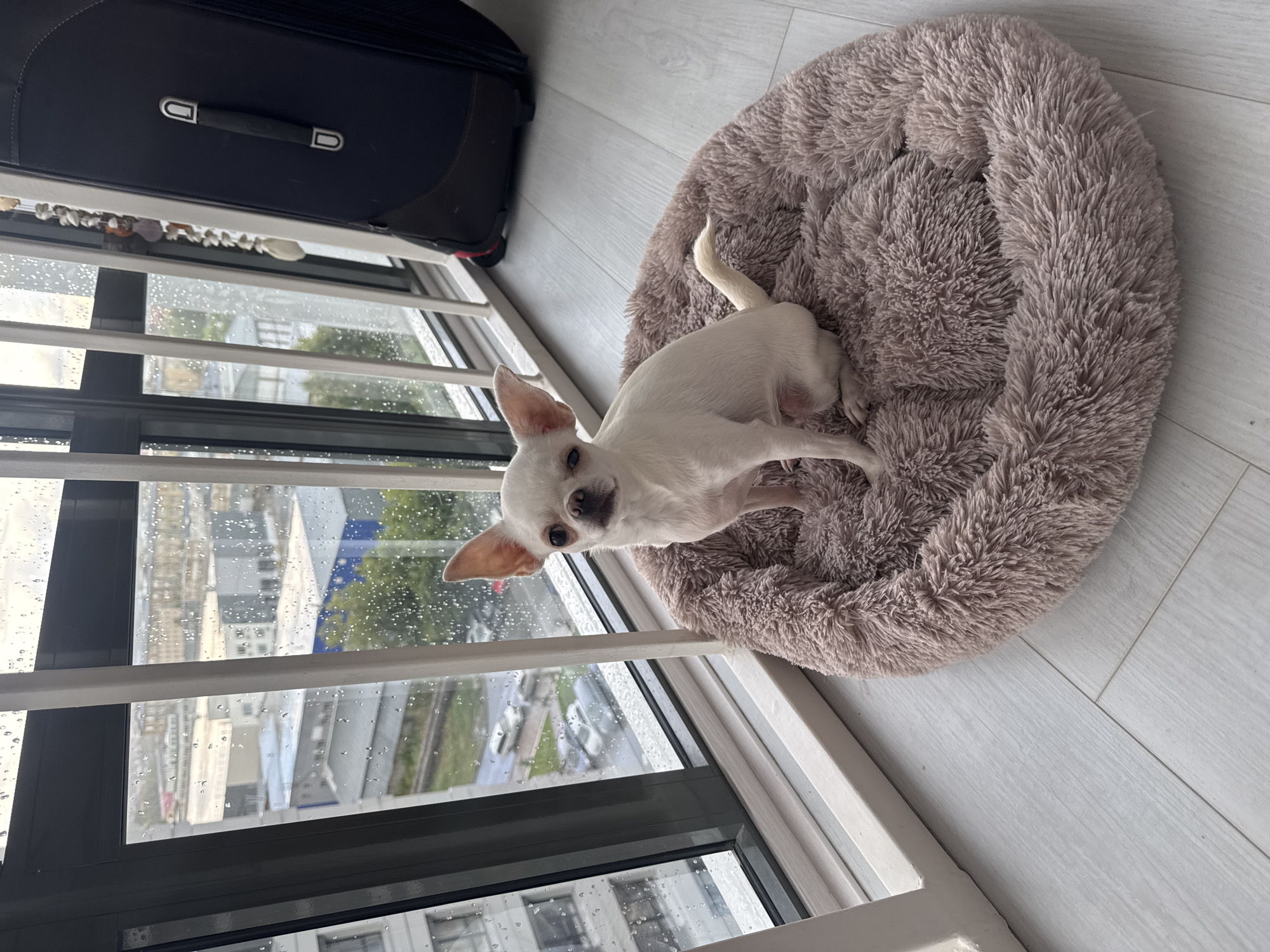 A white chihuahua dog is sitting on a fluffy, round, light brown dog bed. The dog bed is positioned on a light gray laminate floor. Behind the dog bed is a large window with a railing in front of it. The window is speckled with raindrops, and through it, a city landscape is visible. Buildings, trees, and cars can be seen in the distance, suggesting an urban environment. To the right of the dog bed, partially visible, is a dark blue suitcase. The overall scene appears to be a balcony or enclosed porch in an apartment building in Novosibirsk, Russia, during a rainy day.