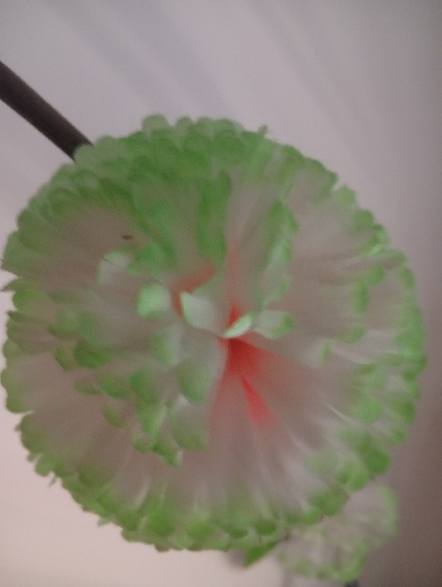 The image displays a close-up, slightly blurry view of a fluffy, white object with green-tipped petals. A dark, slender stick protrudes from the top left of the object, suggesting it is part of a larger item, possibly a duster or a decorative element. The object itself is rounded and has a layered appearance, with numerous delicate petals radiating outwards. The green tips of the petals create a ruffled, fringed effect around the perimeter of the object. In the center, hints of pink or coral color are visible, adding a subtle contrast to the dominant white and green. The background is a soft, out-of-focus blur of light gray and white, indicating a plain or indoor setting. There are no people, text, or specific environmental cues to suggest the time of day, weather, or exact location beyond the provided context of Civitanova Marche, Italy. The overall impression is of a soft, textured, and possibly decorative item, captured in a casual, close-up shot.