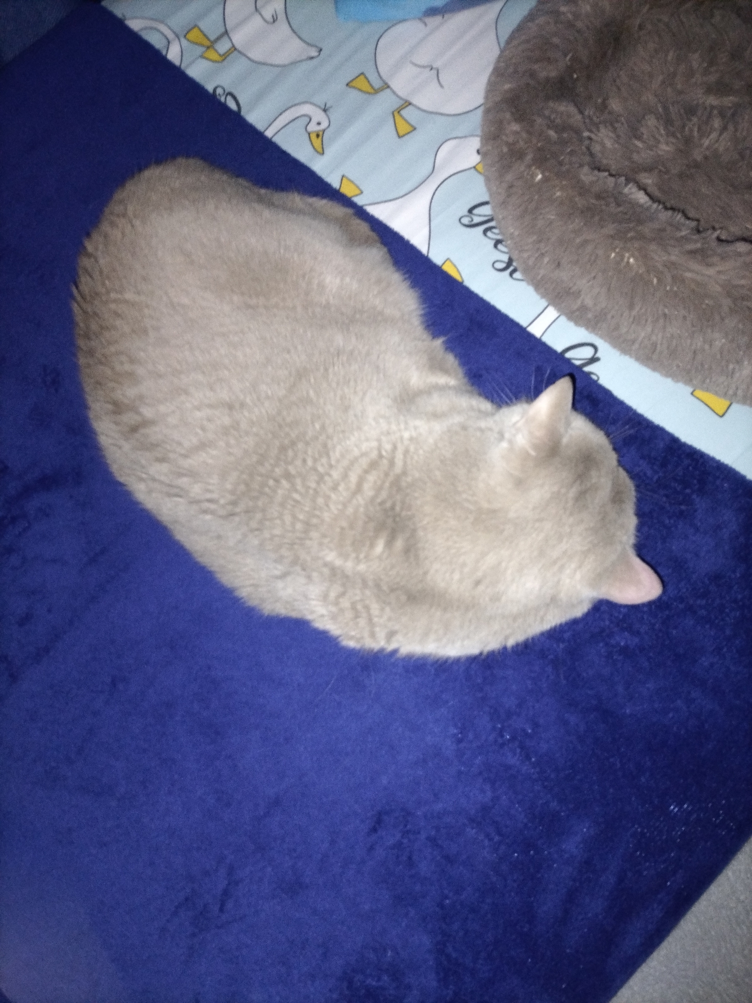 A gray cat is lying on a dark blue blanket. The blanket is on a surface with a light blue pattern that appears to depict geese. To the right of the blanket, a round, gray pet bed is visible. The cat's head is facing downwards and to the right. The image is an overhead shot.