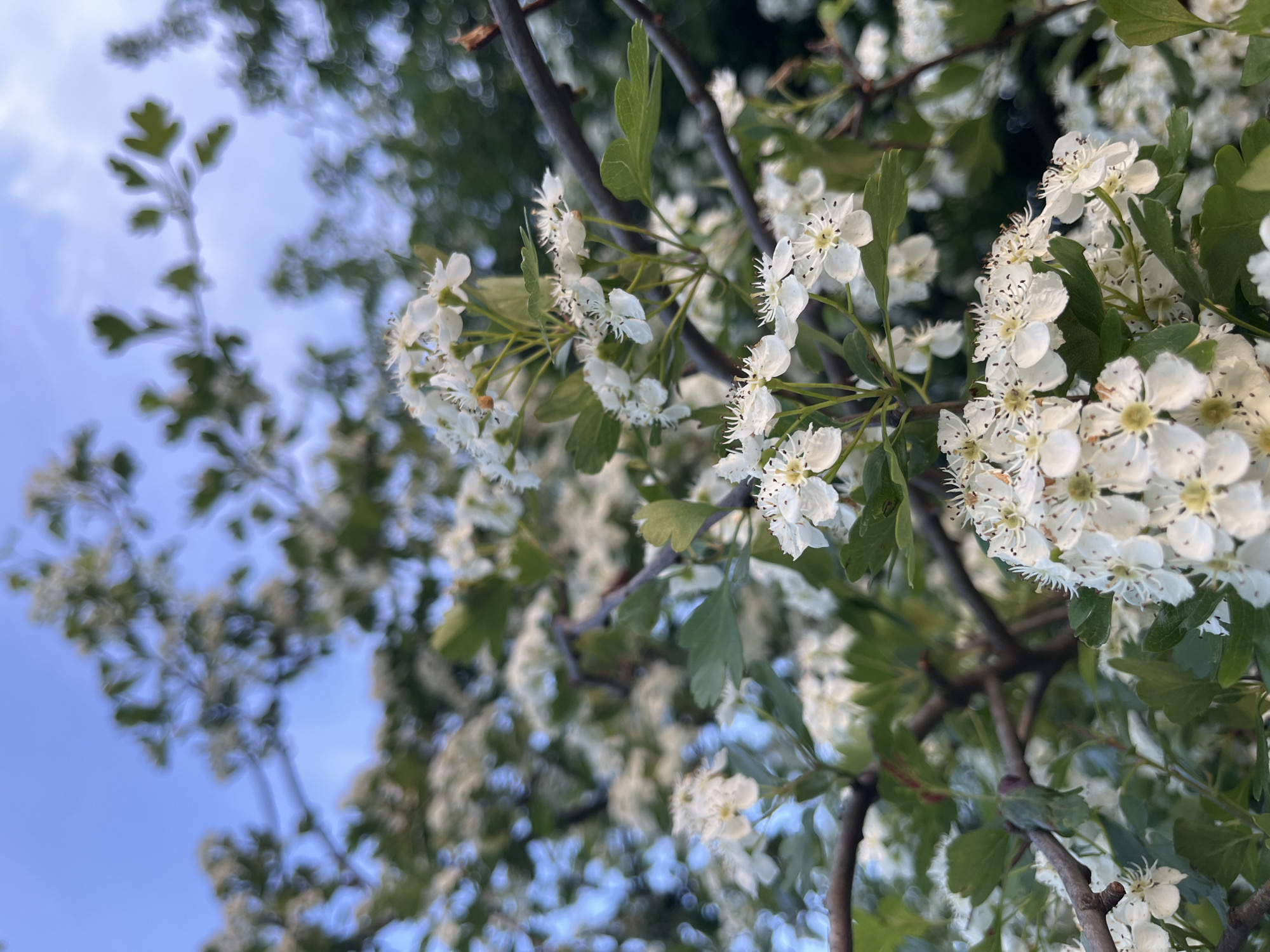 The image shows branches of a tree with white flowers and green leaves against a blurred background of blue sky and green foliage. The location of the photo is Lozarevo, Bulgaria.