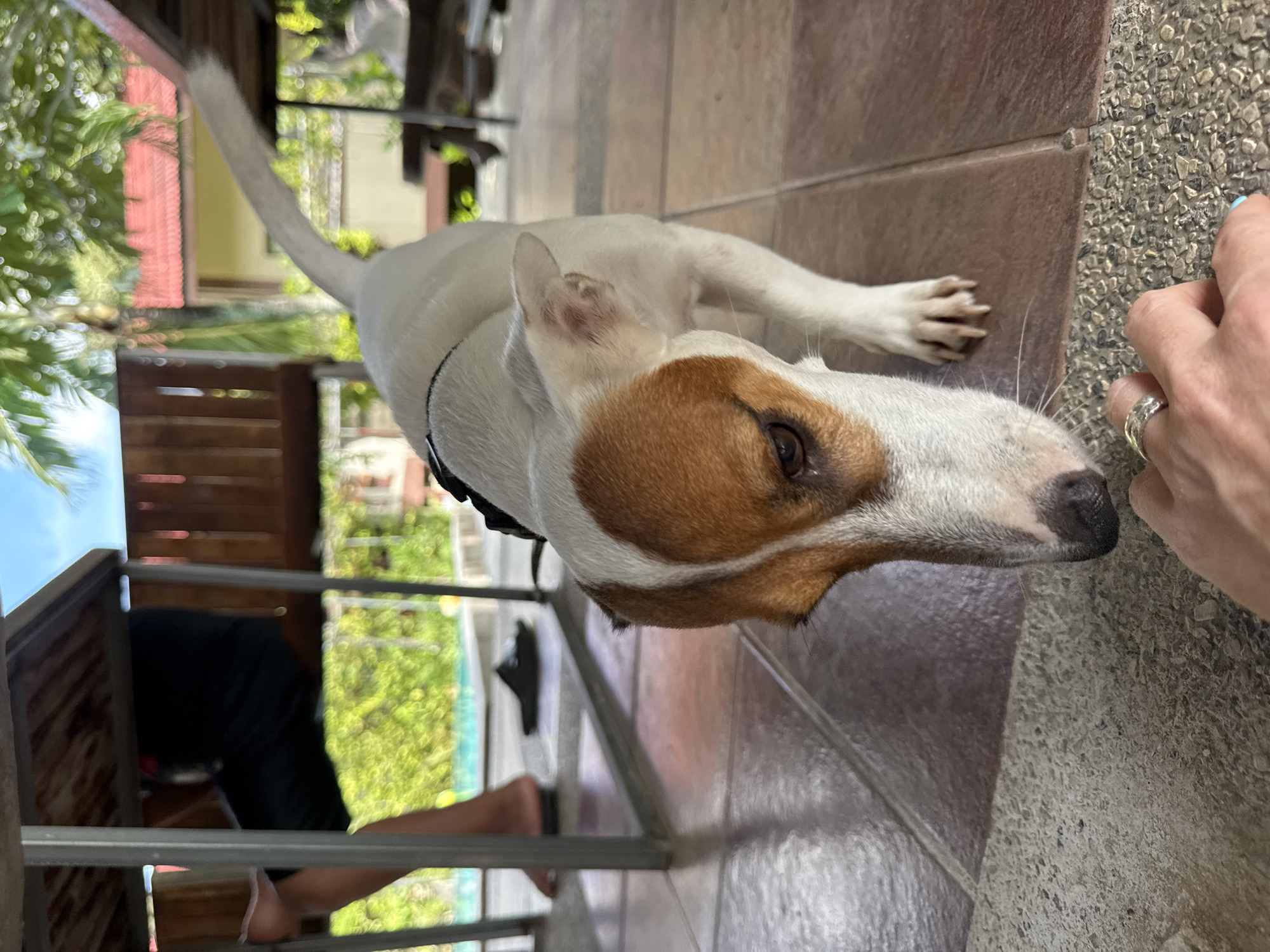 In Baan Bo Phut, Thailand, a medium-sized white and tan Jack Russell Terrier is captured at eye-level, with its head lowered towards a human hand extended from the bottom of the frame. The dog is wearing a black harness. The scene takes place outdoors on a tiled patio, with a gravel-like border visible in the foreground. In the background, under a table, a person is seated, with their legs visible. Beyond the patio, lush green foliage and a red-tiled roof of a building suggest a tropical setting. The lighting indicates it is daytime.