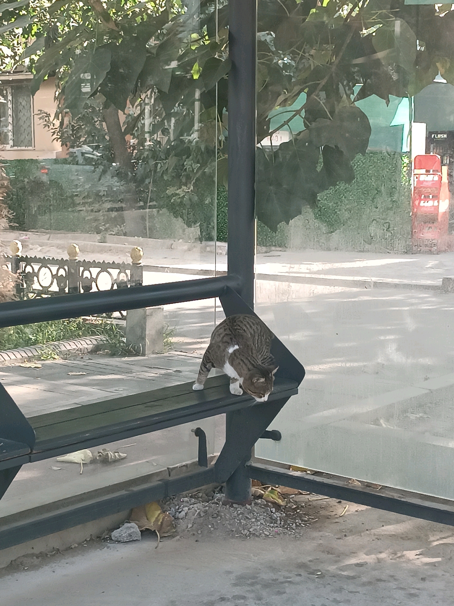 A tabby cat with white markings is perched on a metal bench at a bus stop in Tashkent, Uzbekistan. The cat is looking down, appearing to be sniffing or observing something on the bench. The bus stop has glass panels and a metal frame, with a tree casting shadows over the scene. In the background, there are buildings and vegetation. The ground around the bus stop is paved with some debris scattered on it. The image is taken from a slightly elevated perspective.