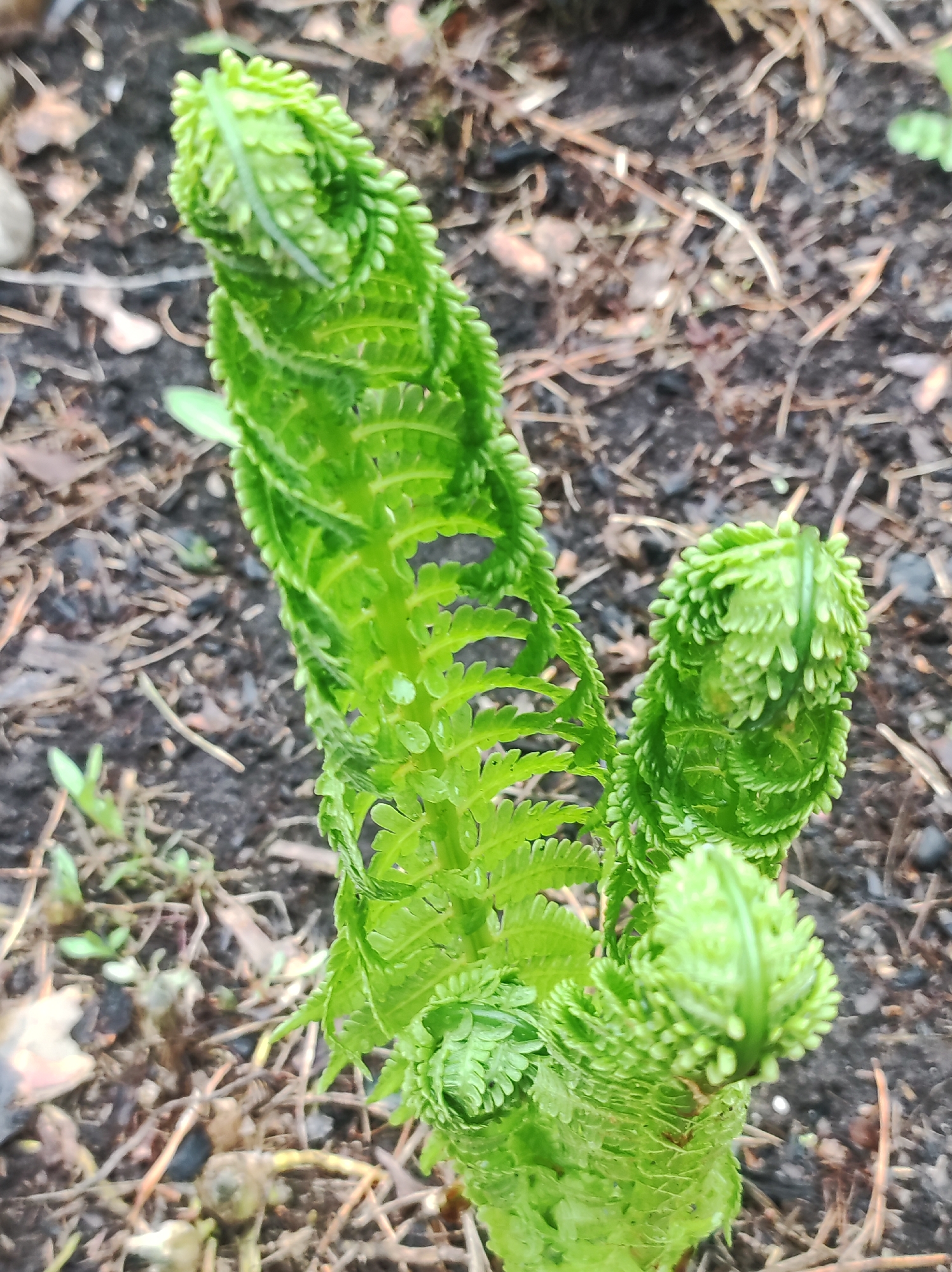 A close-up shows a fern frond emerging from the ground. The fern is bright green and tightly curled at the top. The surrounding ground is dark and covered with bits of mulch and small twigs. The location is in the city of Фоки, Russia. There are no people, subjects, objects, actions, or interactions.