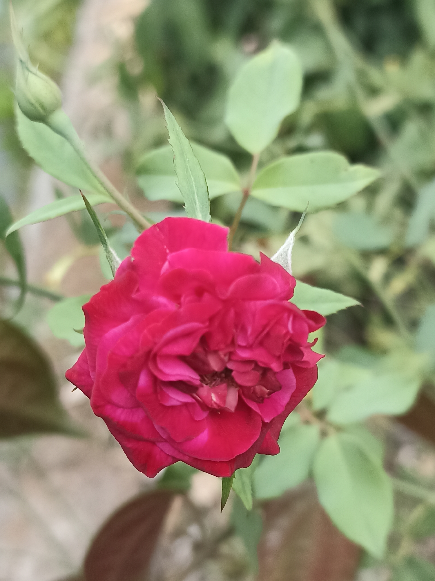 A close-up, slightly blurred photograph shows a vibrant red rose in bloom. The rose is the primary subject, positioned in the center-left of the frame. Its petals are tightly packed and ruffled, with a deep, rich red color that appears almost velvety. To the left of the rose, a green, unopened bud is visible, accompanied by slender green leaves and stems. The background is softly blurred, with muted green foliage and hints of a sandy or earthy-colored surface below. The lighting suggests an outdoor setting, possibly in a garden. There are no people or identifiable landmarks in the image.