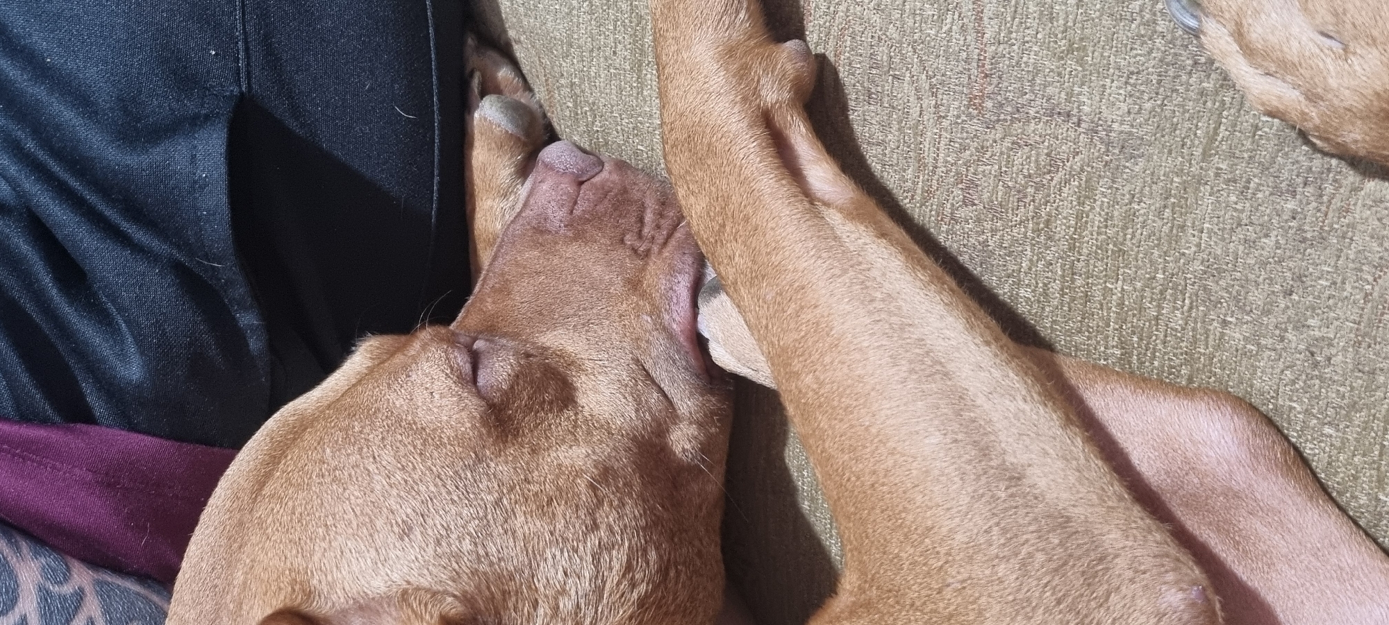 The image shows a close-up of a brown dog sleeping on a couch. The dog's head rests against a pair of black pants. Another part of the dog, likely its paw or leg, is visible to the right, resting on the olive green couch. A small portion of the couch's texture is visible. The location is unknown.