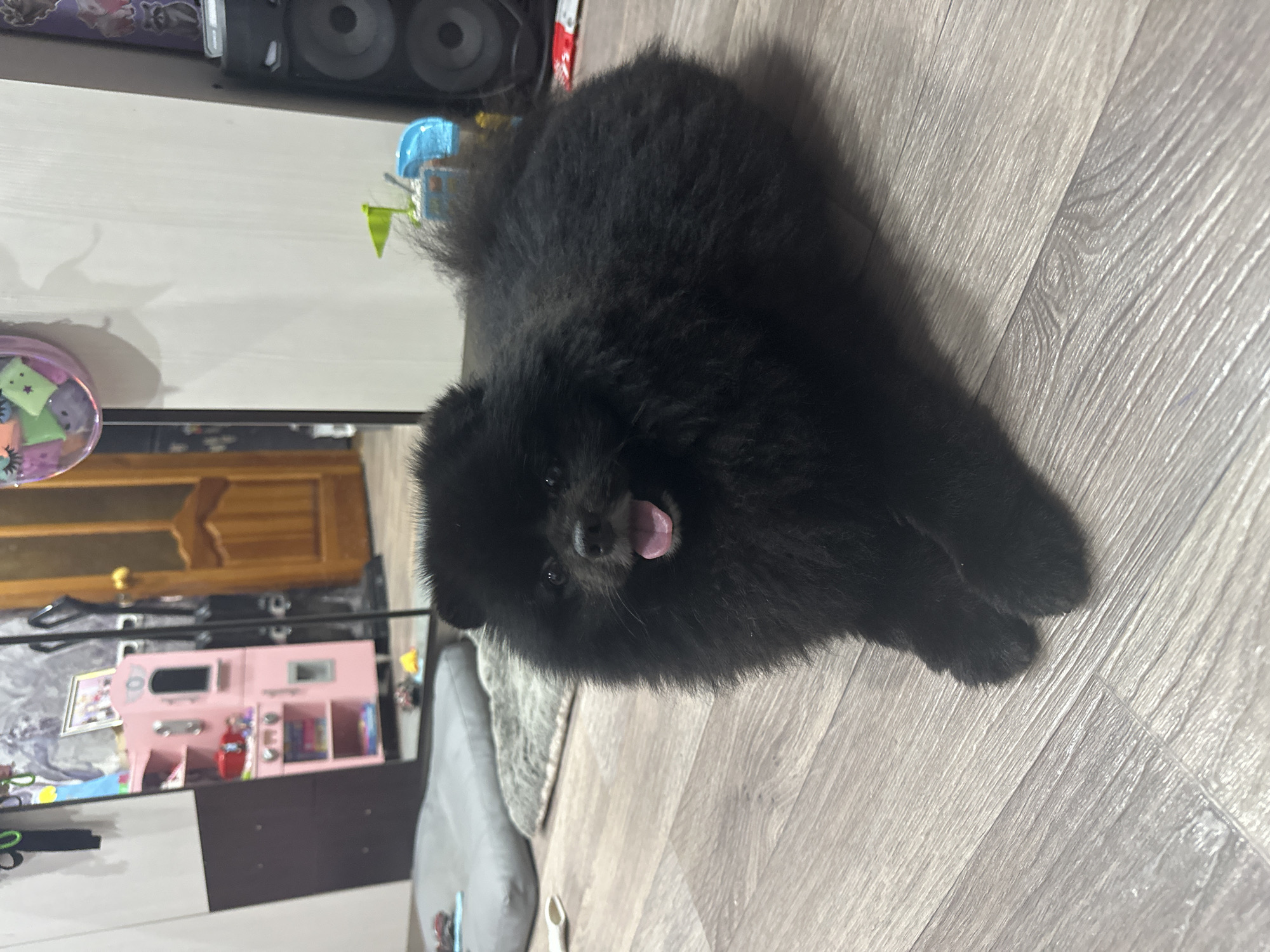 A black Pomeranian dog with its tongue out is lying on a gray laminate floor. In the background, a tall mirror reflects a room with a pink toy kitchen, a wooden door, and various objects, including speakers. A gray dog bed is visible to the left of the dog. The scene appears to be an indoor setting, likely a residential area within the city of Petropavl, Kazakhstan.